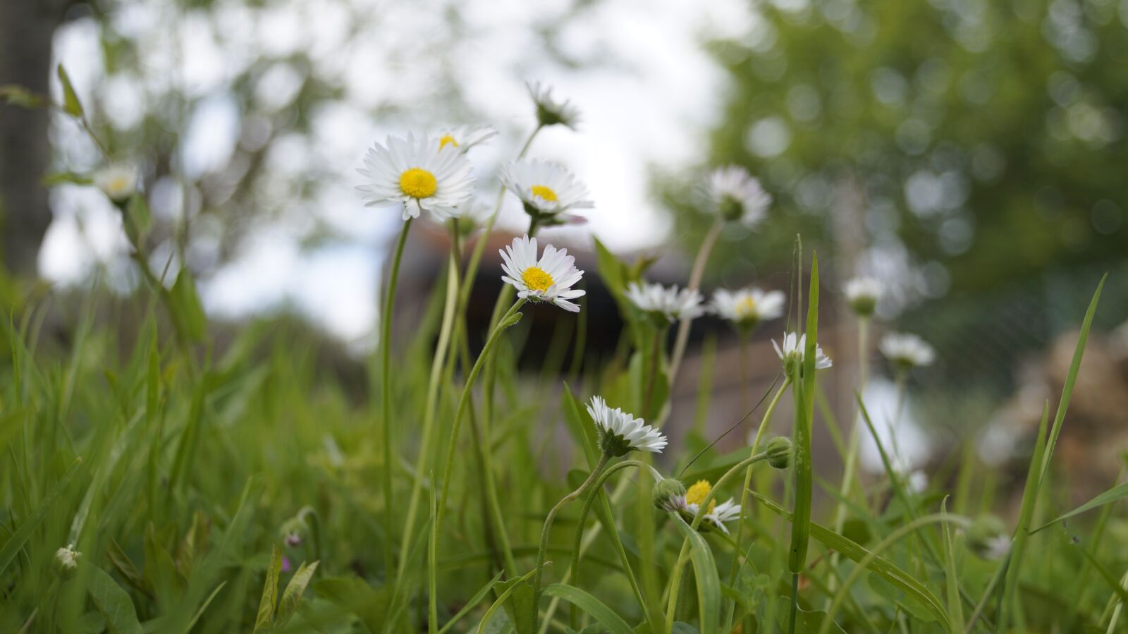 Sony DT 18-55mm F3.5-5.6 SAM II sample photo. Flower, daisy, white photography