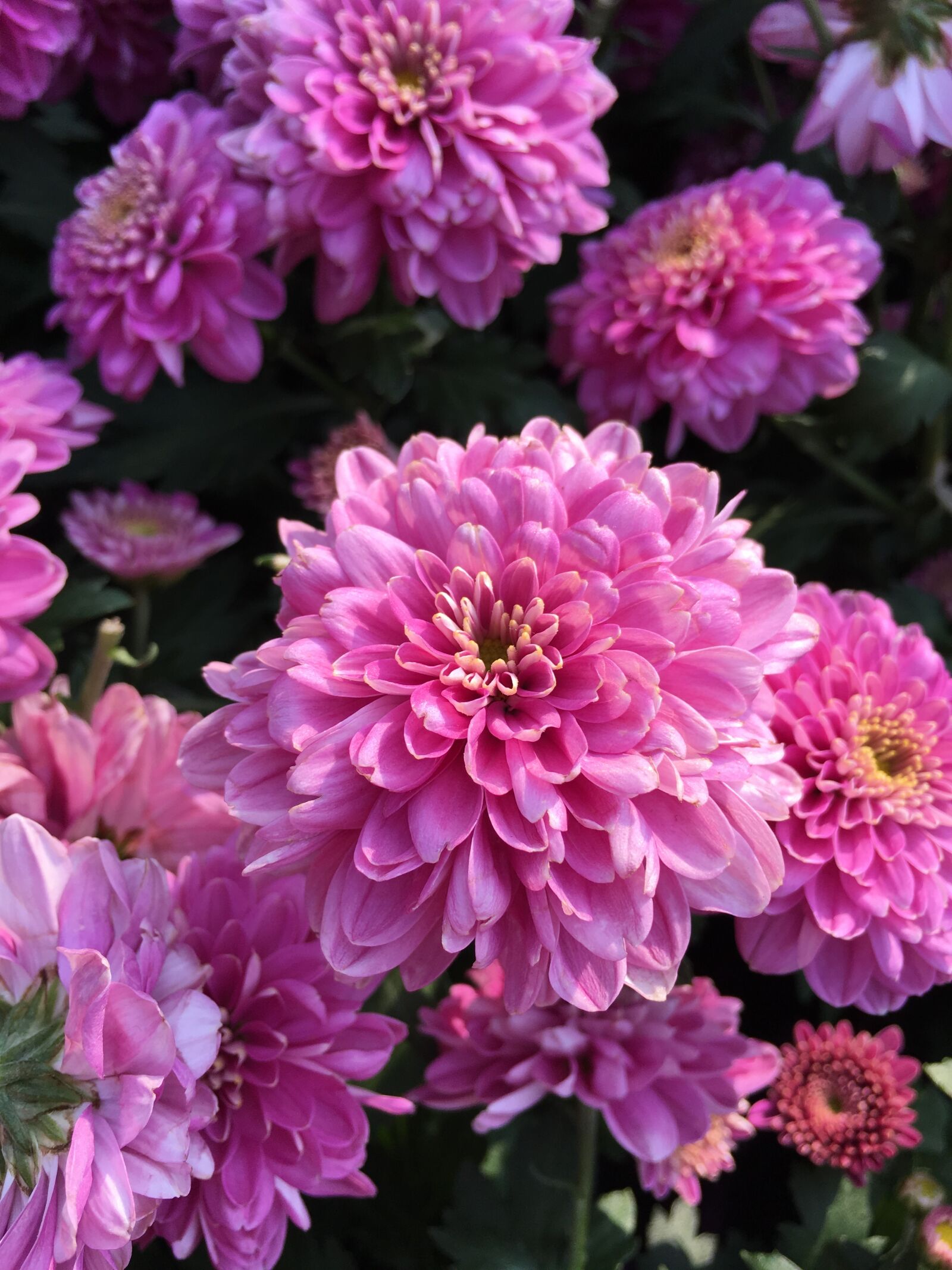 Apple iPhone 6s sample photo. Chrysanthemum, pink, cascade photography
