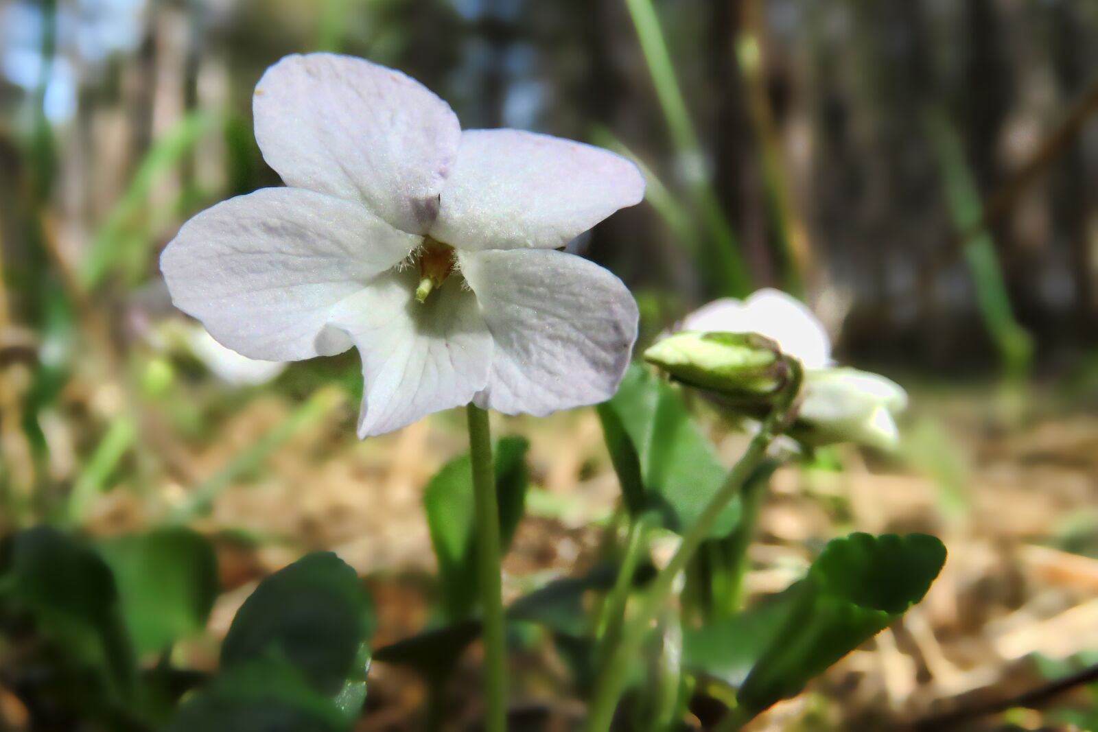 Canon PowerShot SX60 HS sample photo. Nature, flower, violet photography