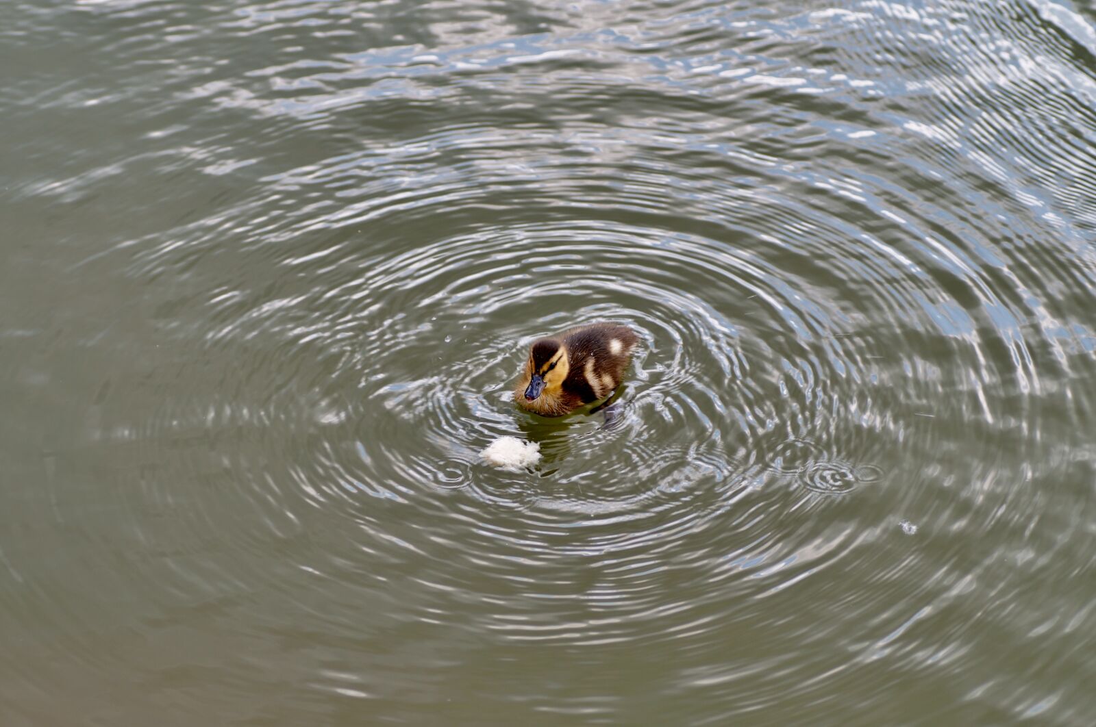 Sony SLT-A58 sample photo. Spinning top, duck, water photography