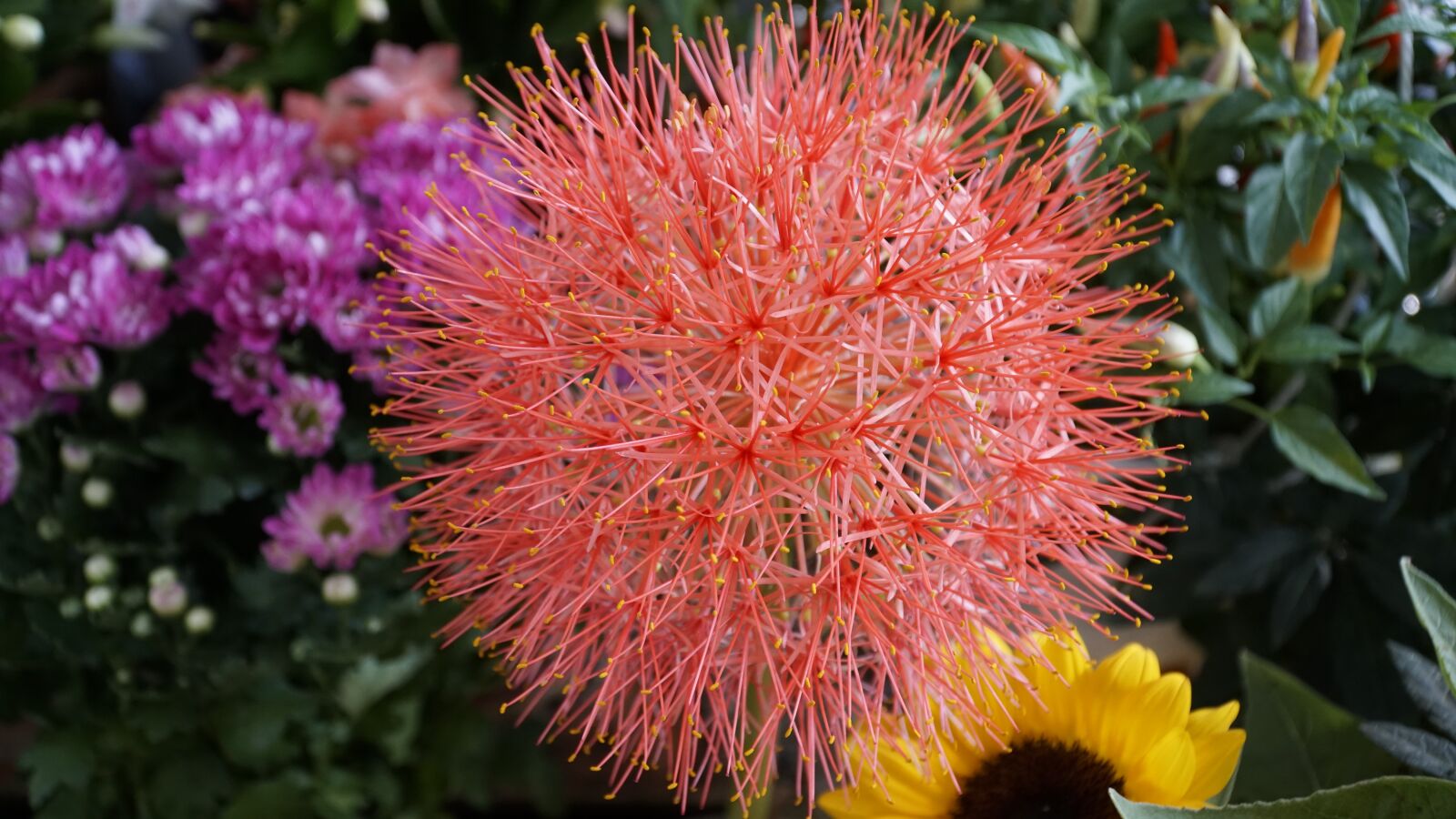 Sony a6300 + Sony E PZ 18-105mm F4 G OSS sample photo. Flower, petals, garden photography