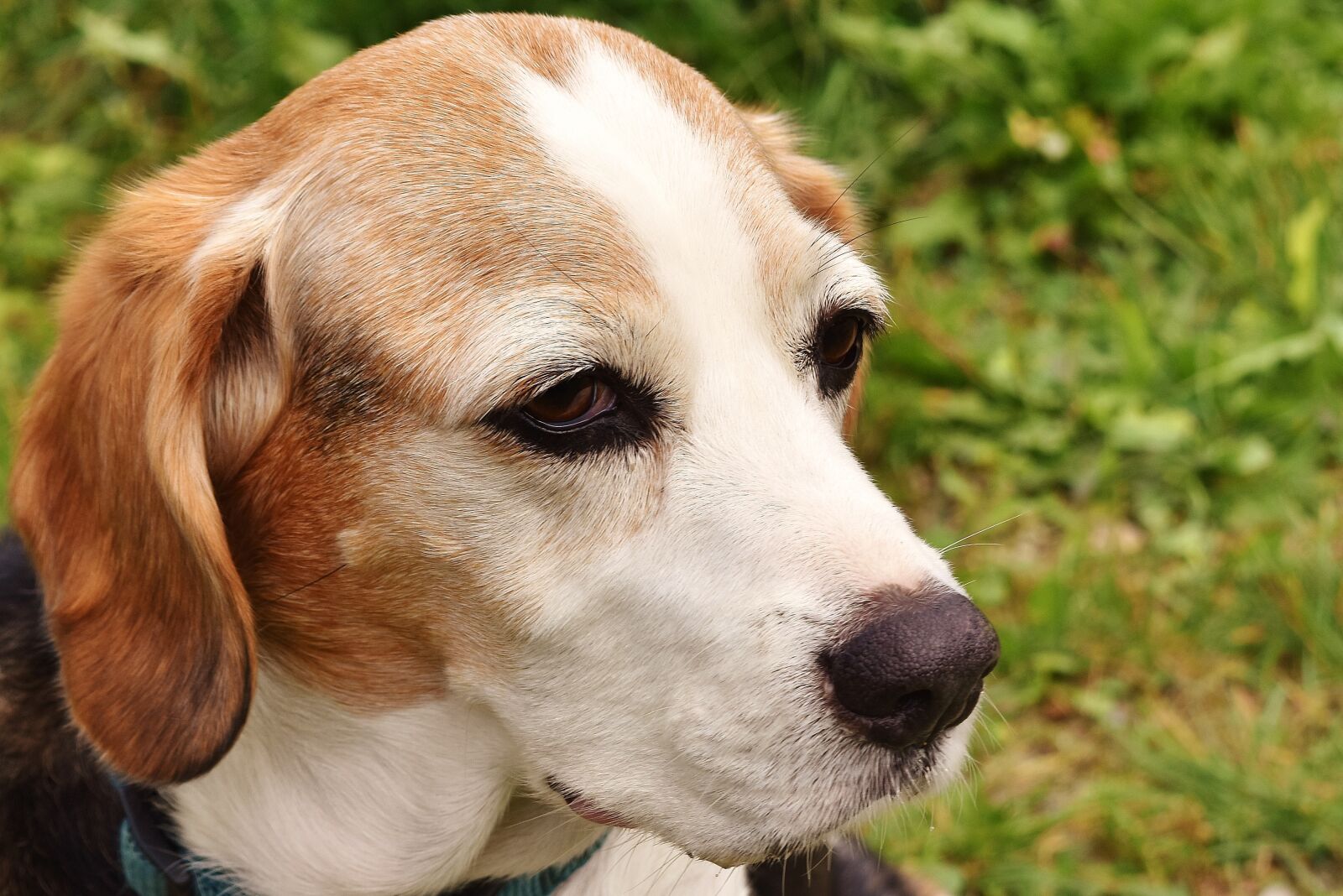 Nikon D7200 sample photo. Dog, pet, animal photography