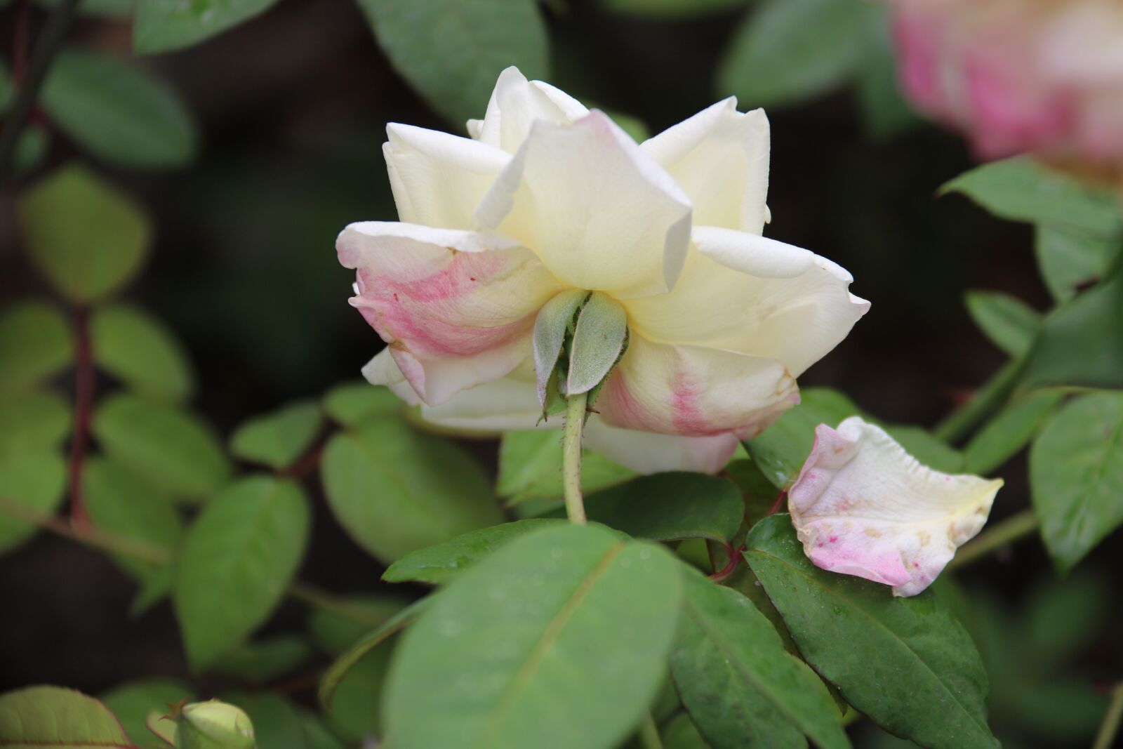 Canon EOS 750D (EOS Rebel T6i / EOS Kiss X8i) + Canon EF-S 18-200mm F3.5-5.6 IS sample photo. Rose, outdoor, nature photography