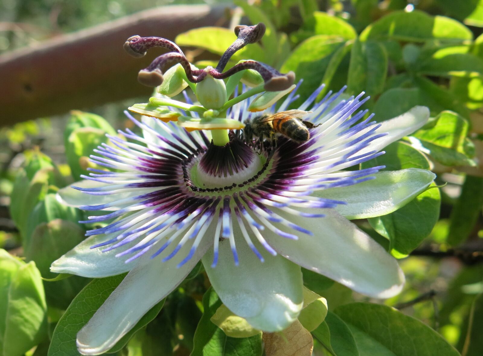 Canon PowerShot G15 sample photo. Passion flower, filigree, nektarsuche photography