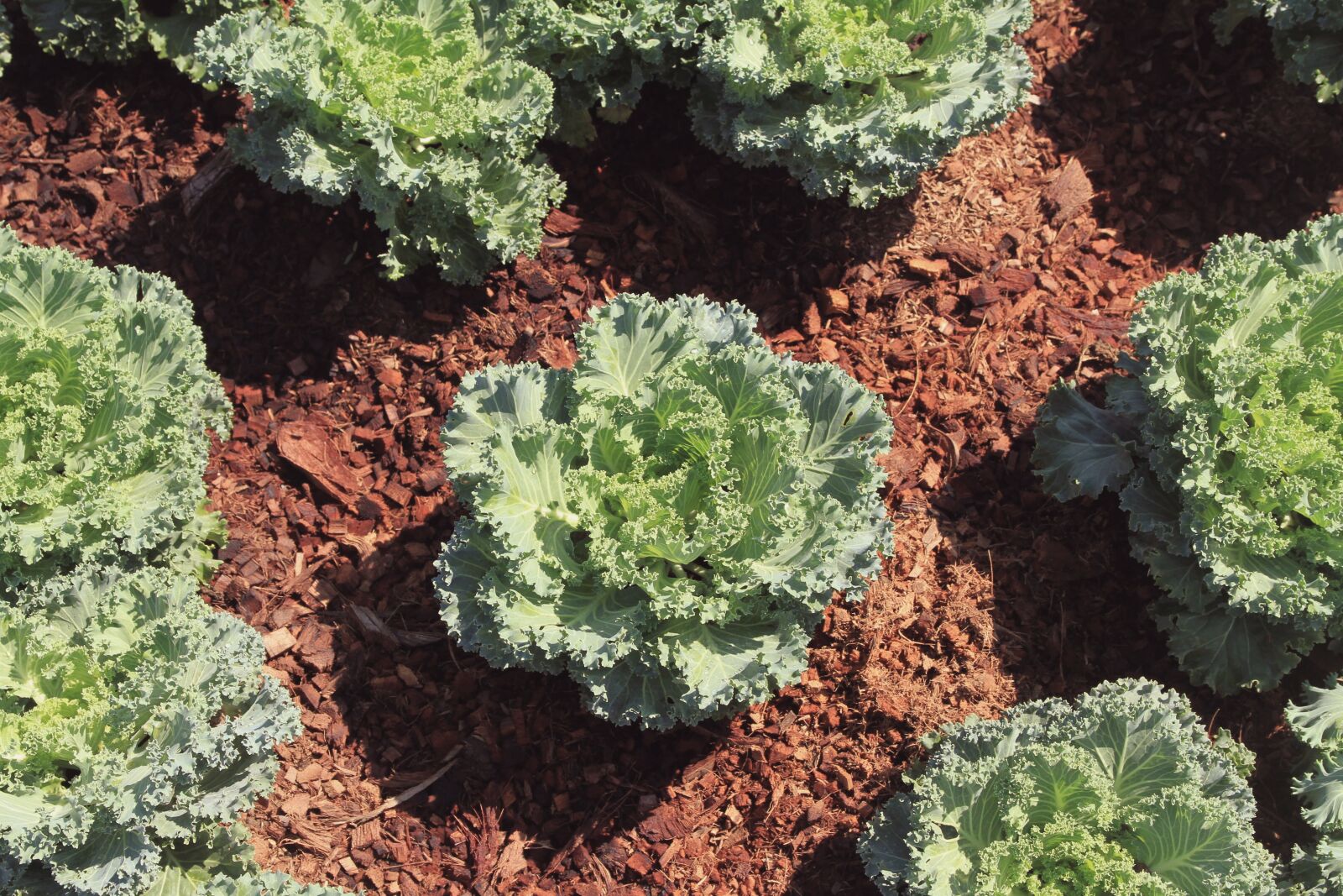 Canon EOS 7D sample photo. Agriculture, background, beautify photography