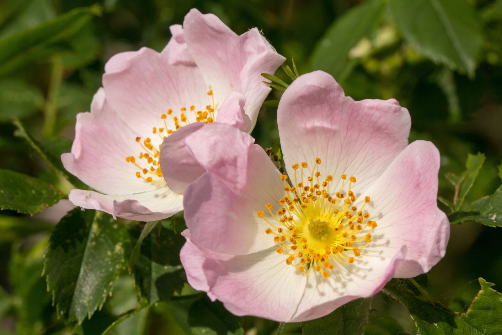 Canon EOS 60D sample photo. Wild rose, rosa canina photography