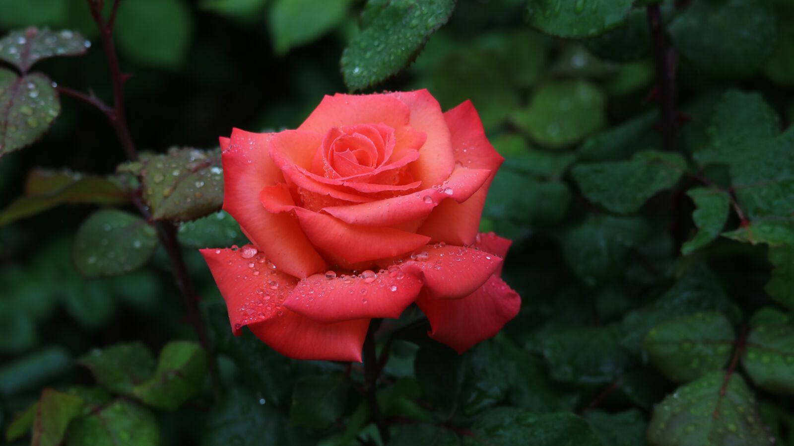 Canon EOS 750D (EOS Rebel T6i / EOS Kiss X8i) + Canon EF-S 55-250mm F4-5.6 IS STM sample photo. Rose, flowers, beautiful photography