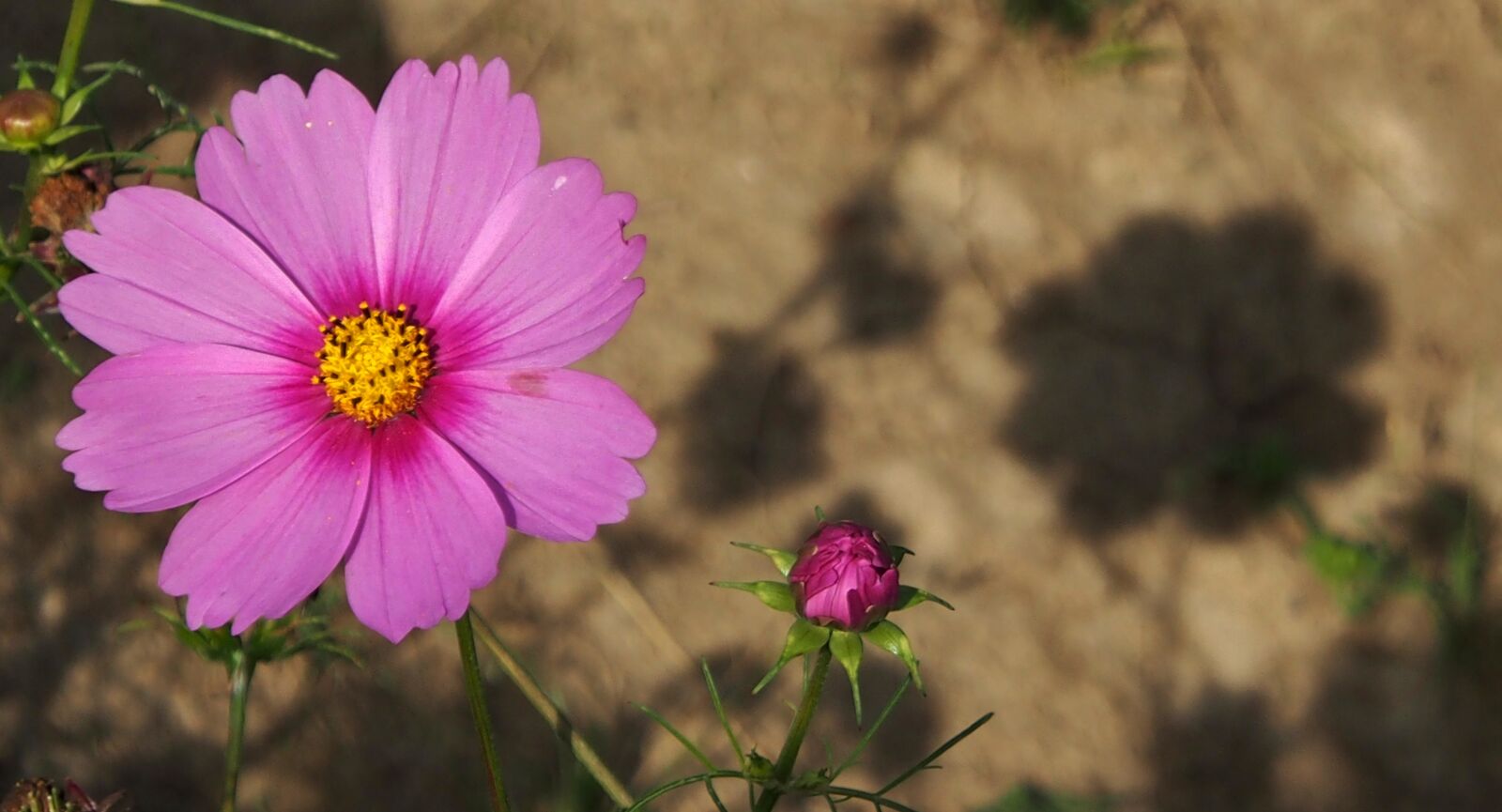 Olympus OM-D E-M5 sample photo. Pink flower, silhouette, garden photography