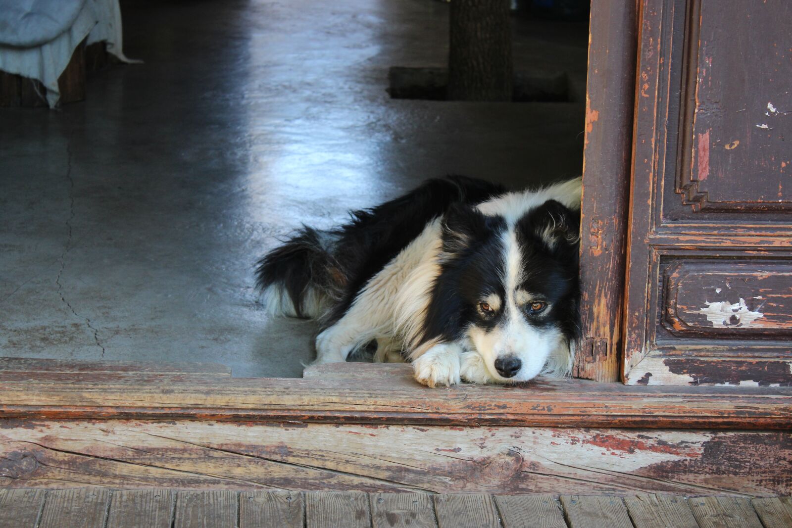 Canon EOS 700D (EOS Rebel T5i / EOS Kiss X7i) sample photo. The old house, dog photography
