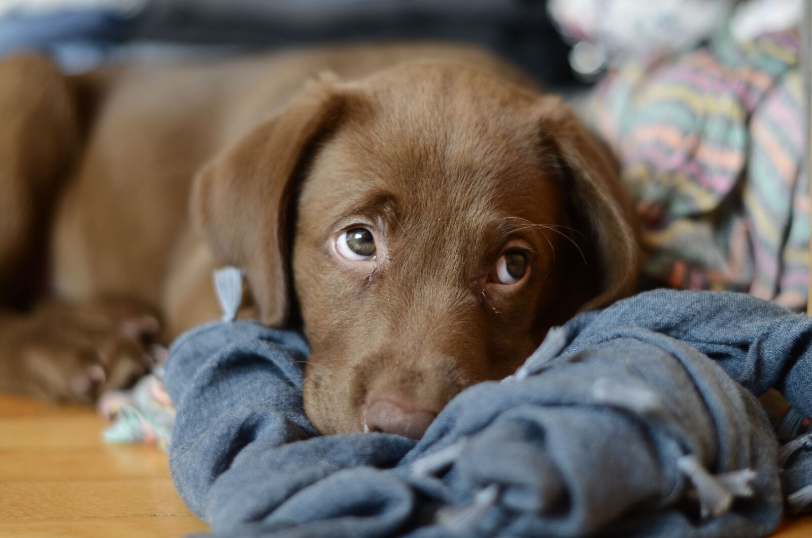 Nikon D5100 sample photo. Dog, funny, lab photography