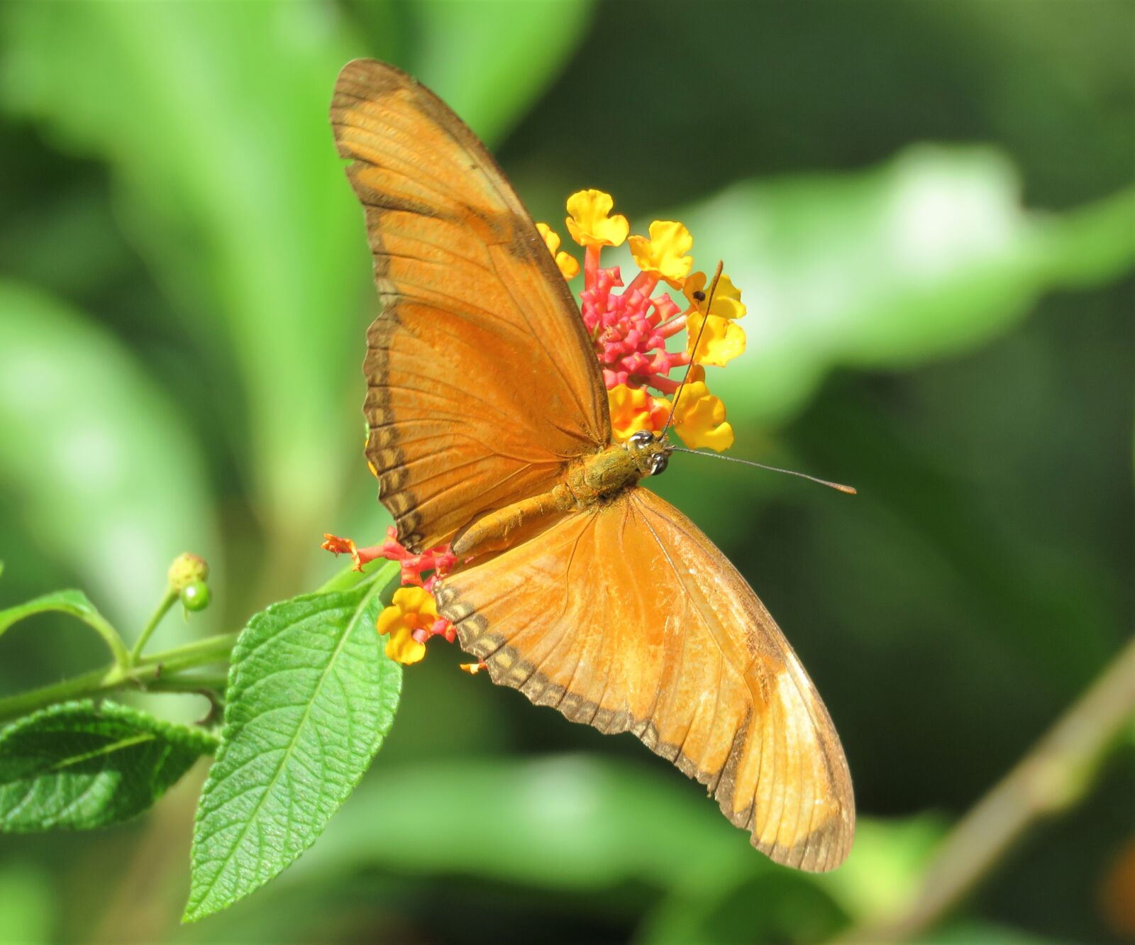 Canon PowerShot SX60 HS sample photo. Butterfly, orange, butterflies photography