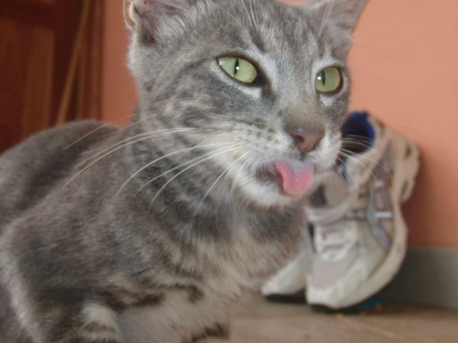 CASIO EX-FC100 sample photo. Kitten, show, tongue photography