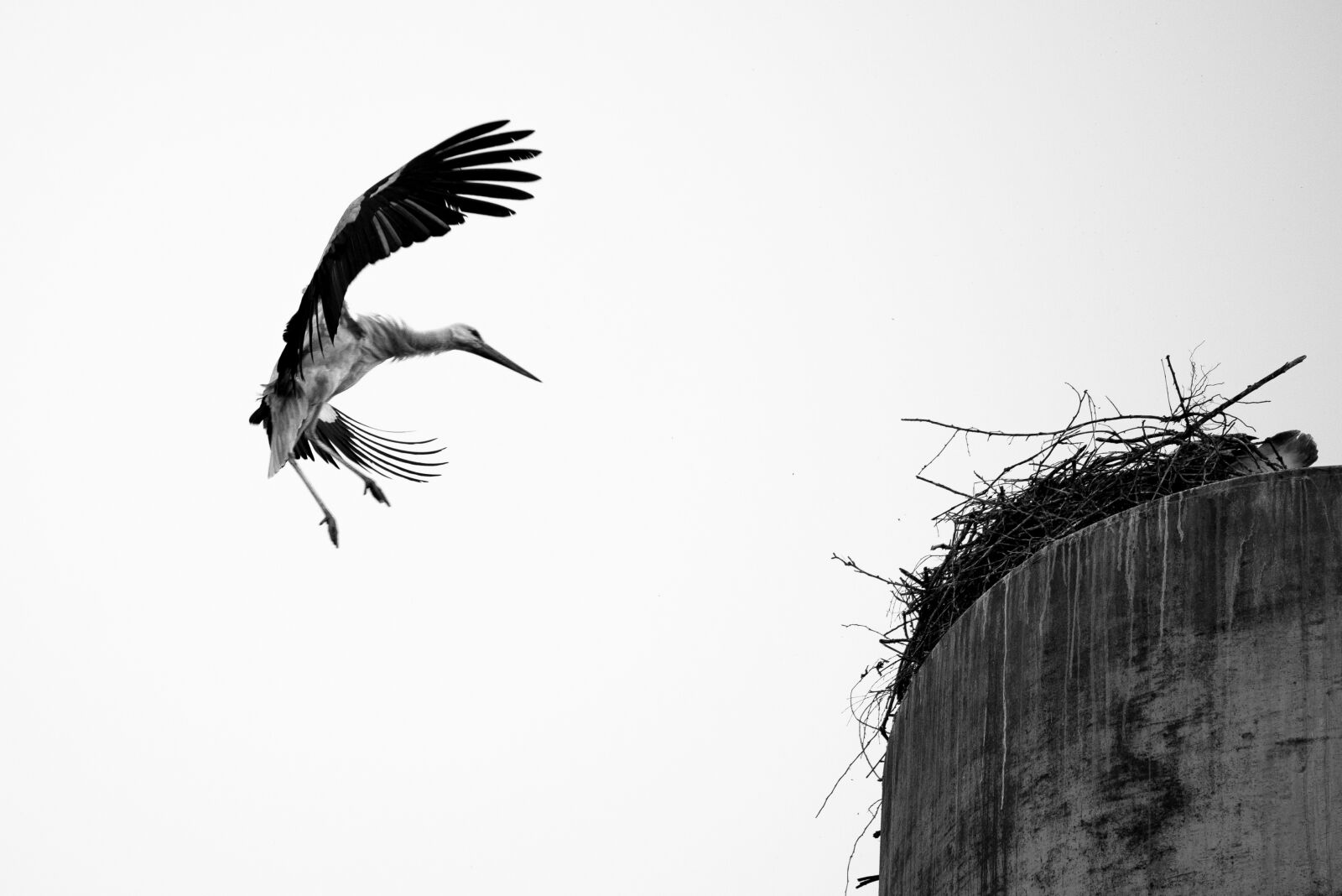 Nikon D610 sample photo. Stork, bird, wing photography