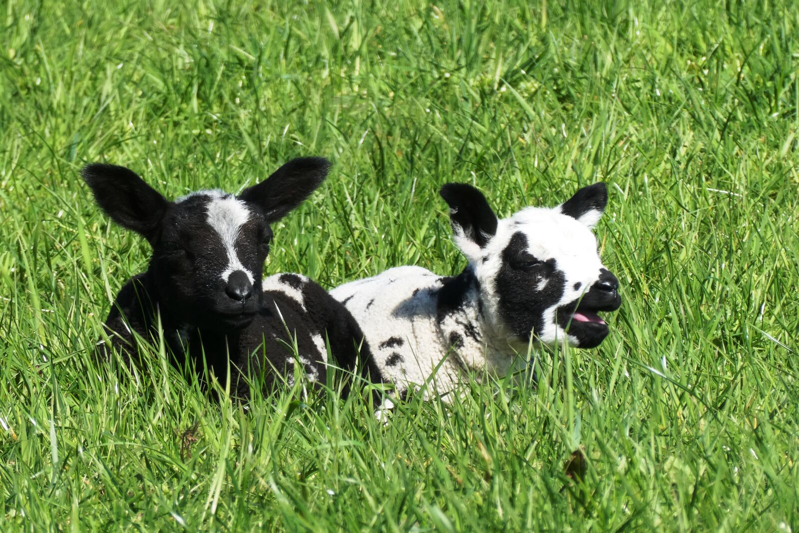 Panasonic Lumix DC-ZS70 (Lumix DC-TZ90) sample photo. Lambs, spring, nature photography