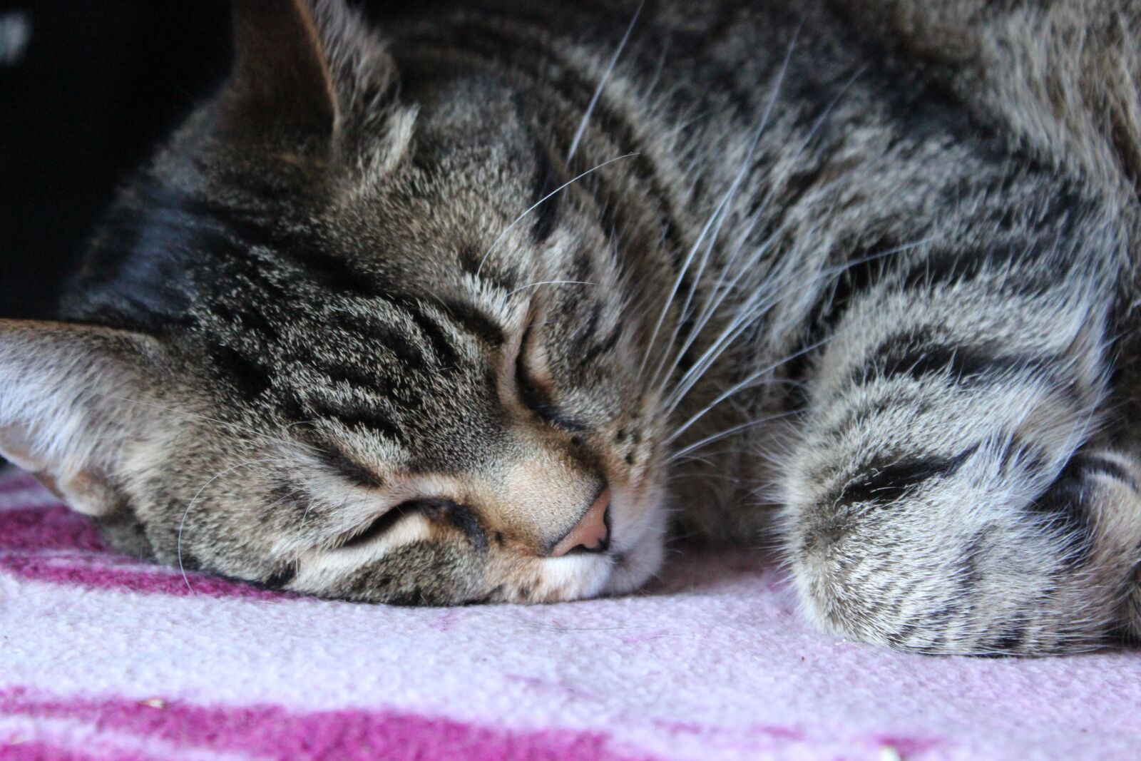 Canon EOS 1300D (EOS Rebel T6 / EOS Kiss X80) sample photo. Cat, mieze, pet photography