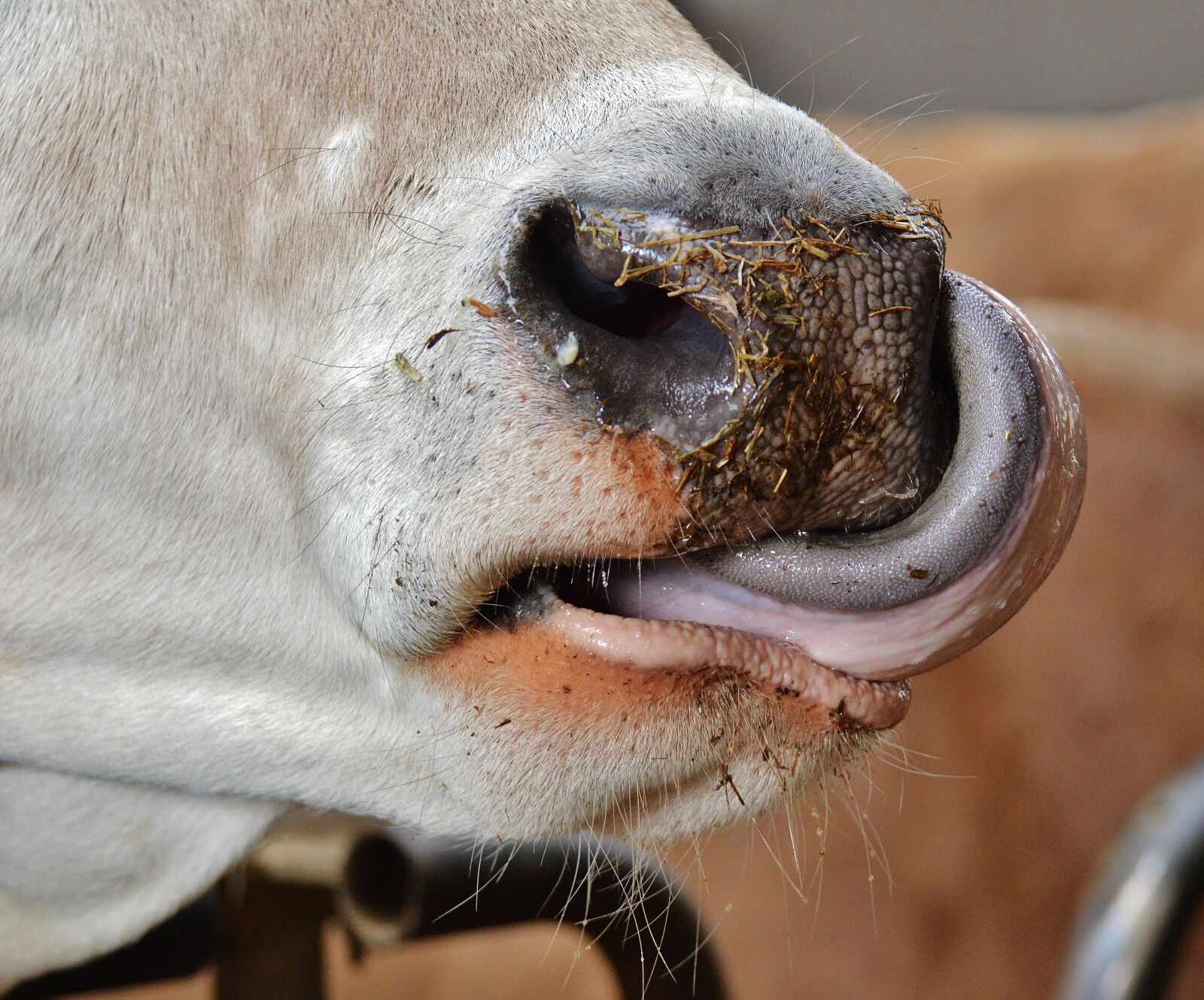 Nikon D3200 sample photo. Cow, snout, nose photography