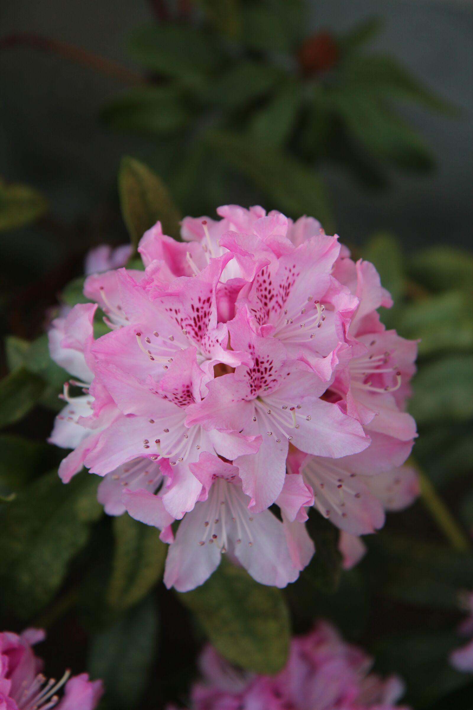 Canon EOS 600D (Rebel EOS T3i / EOS Kiss X5) sample photo. Rhododendron, rhododendron pink, flowering photography