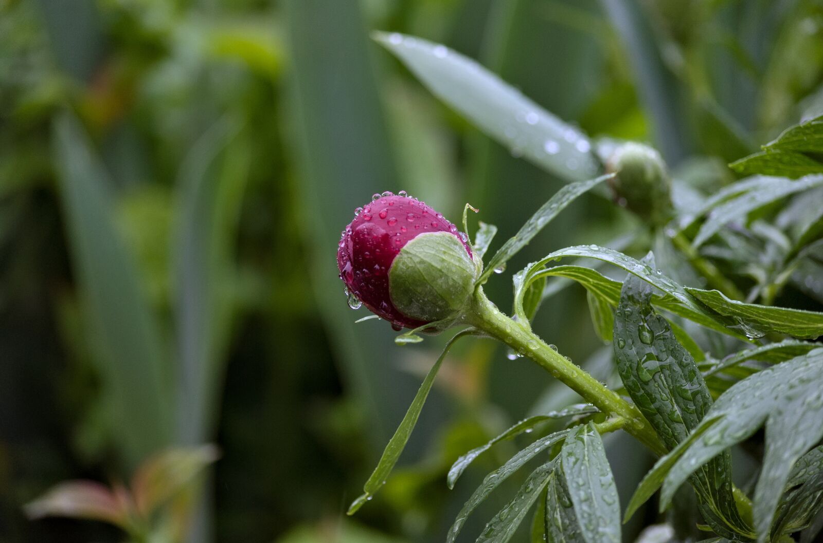 Nikon D90 sample photo. Peony, paeonia, pentecost photography