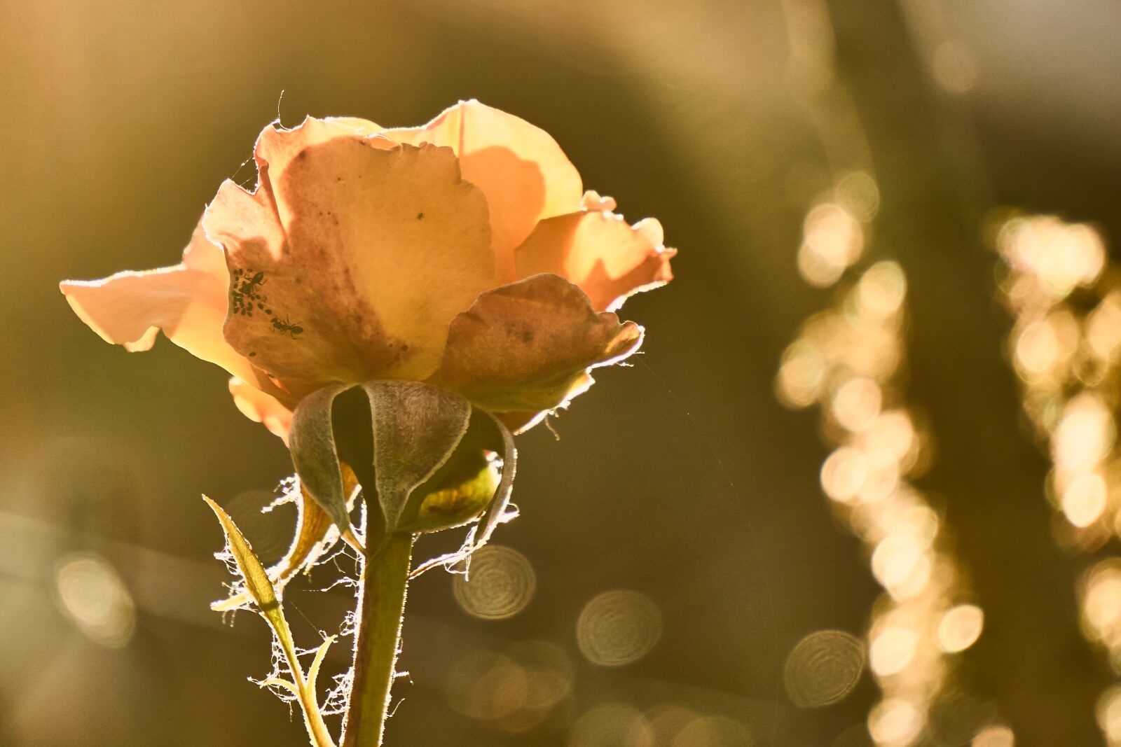 Sony E 55-210mm F4.5-6.3 OSS sample photo. Rose, smith, infestation photography