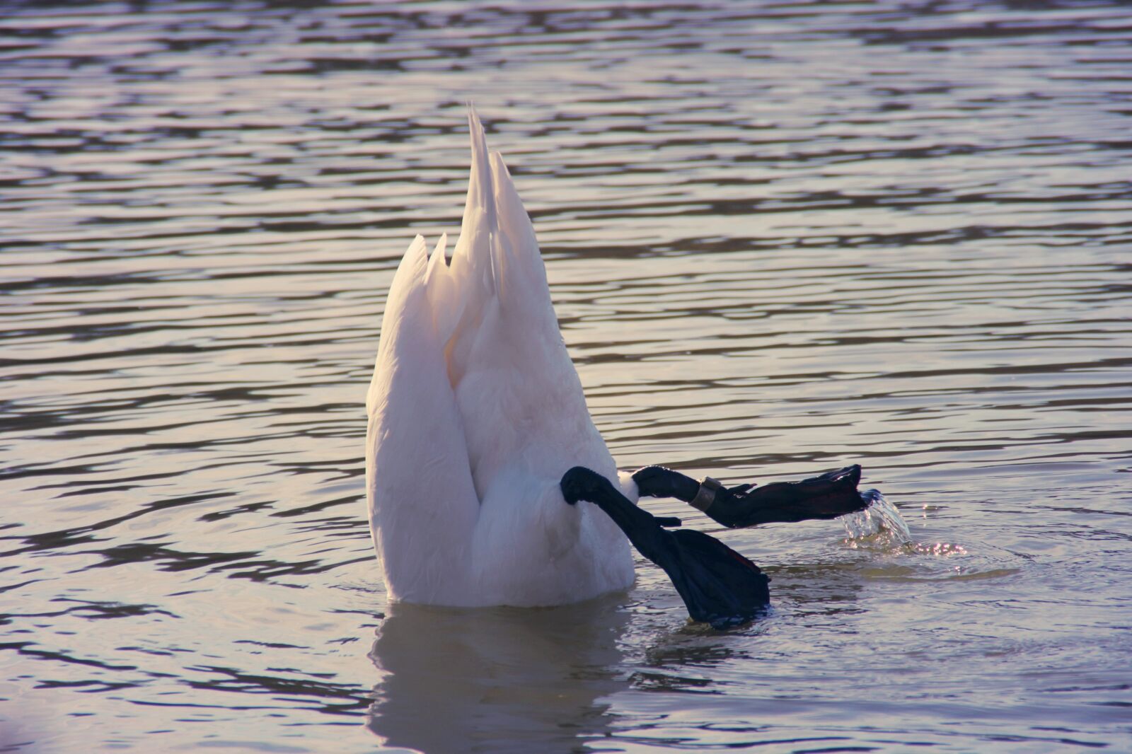 Canon EOS 2000D (EOS Rebel T7 / EOS Kiss X90 / EOS 1500D) sample photo. Swan, water, swim photography