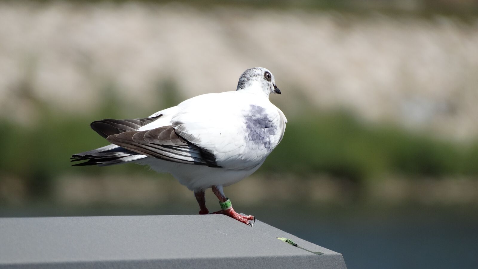 Sony Cyber-shot DSC-HX300 sample photo. Pigeon, ring, symbol photography