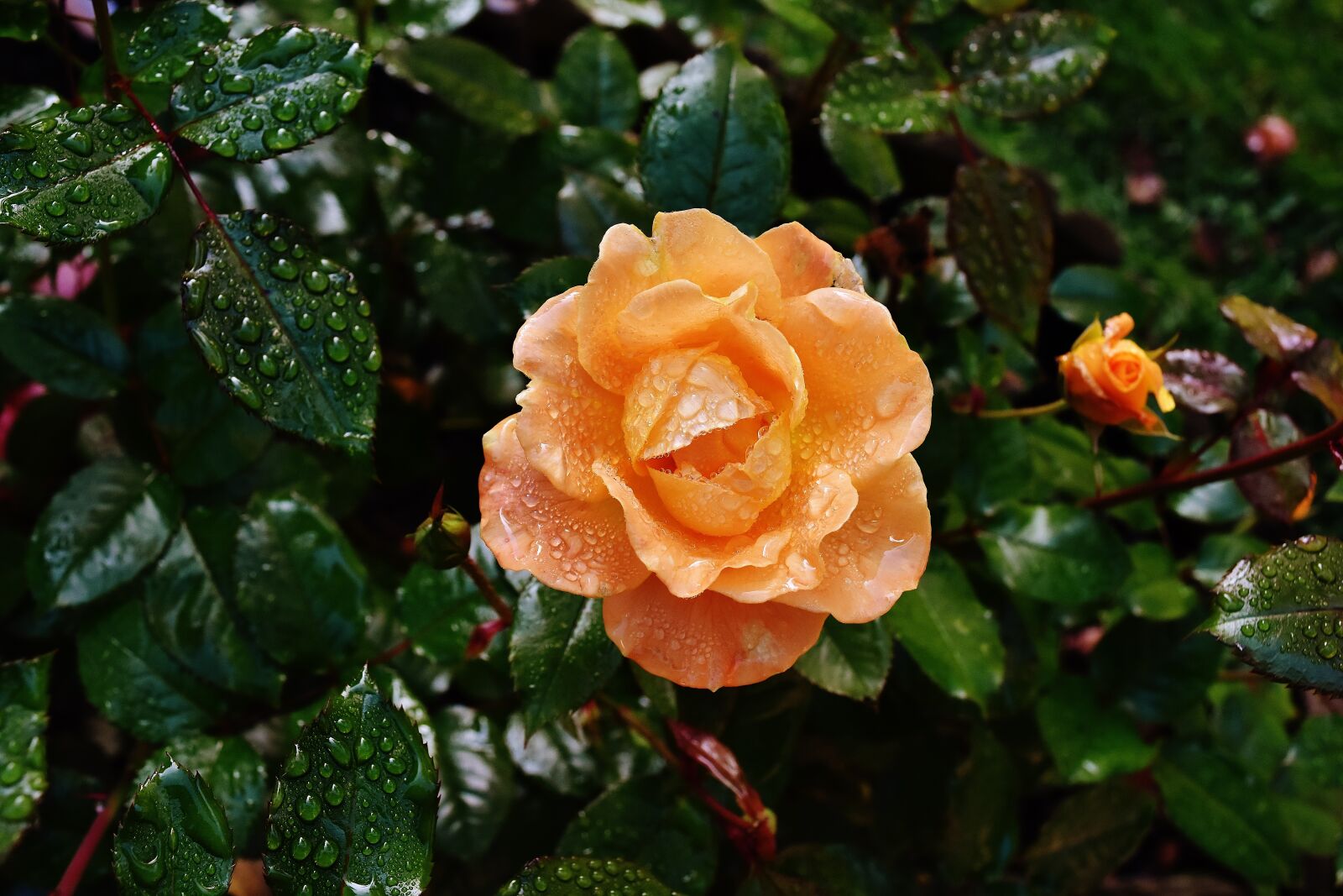Nikon D7200 sample photo. Rose, orange, color photography