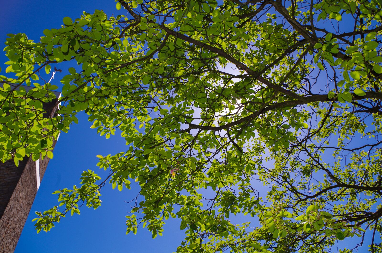 Pentax K-50 sample photo. Tree, sky, nature photography