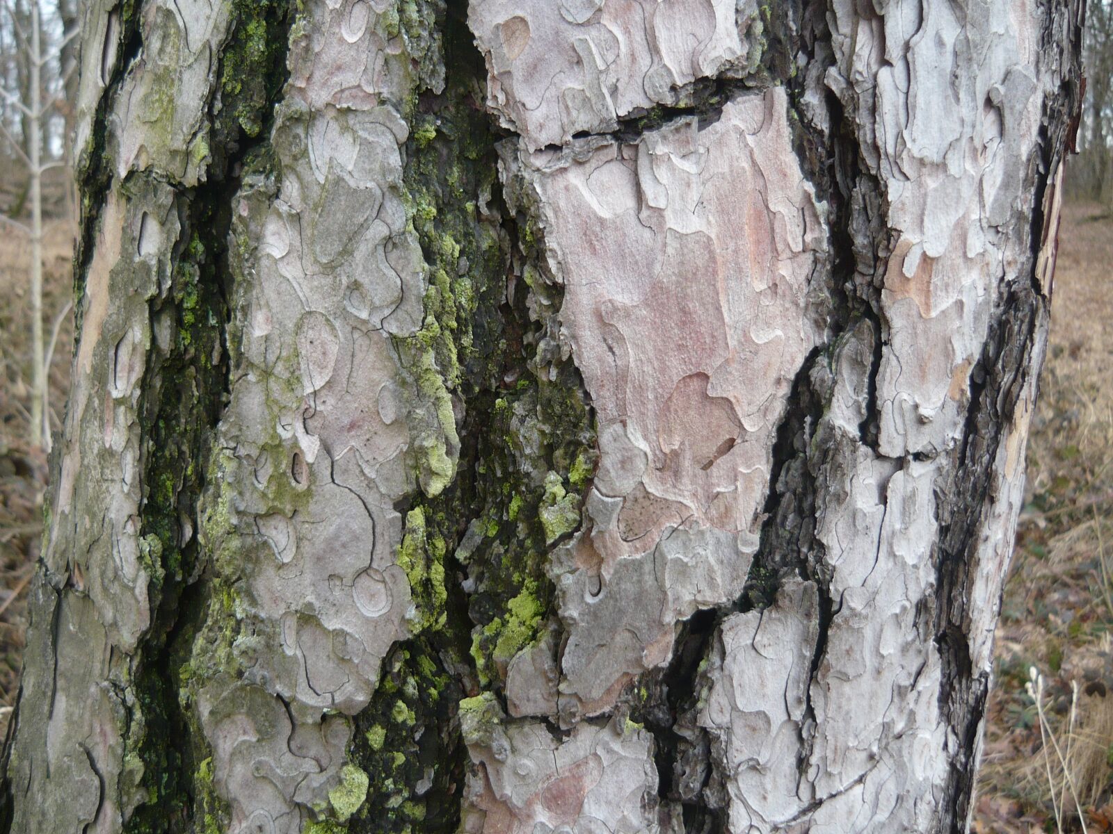 Panasonic Lumix DMC-LS80 sample photo. Tree trunk, moss, bark photography