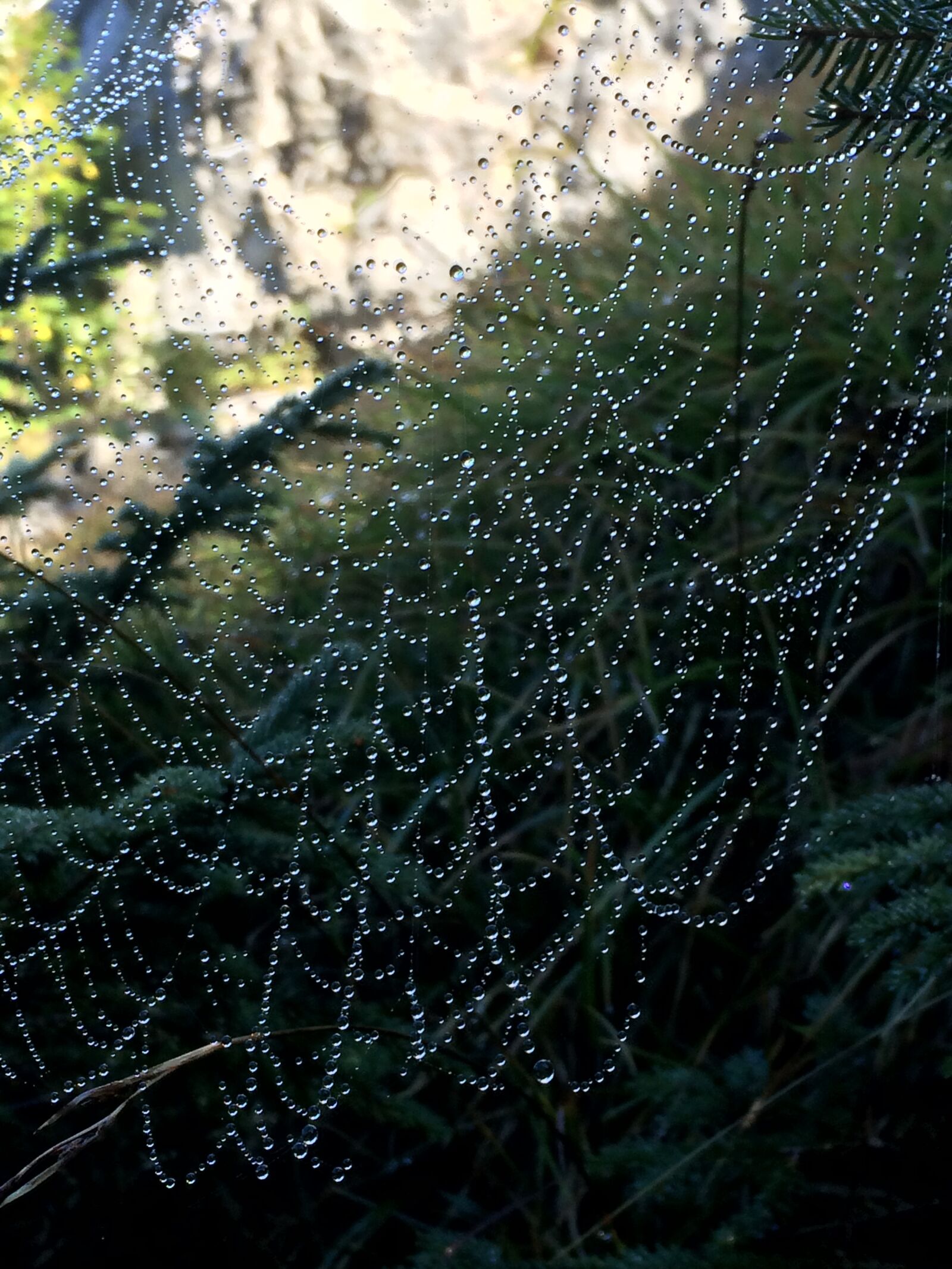 iPhone 5s back camera 4.15mm f/2.2 sample photo. Web, dew, mountains photography