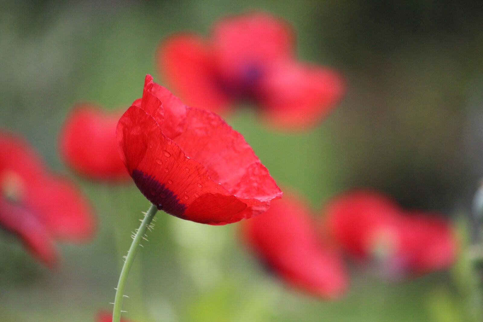 Canon EF-S 55-250mm F4-5.6 IS STM sample photo. Red, poppy, spring photography