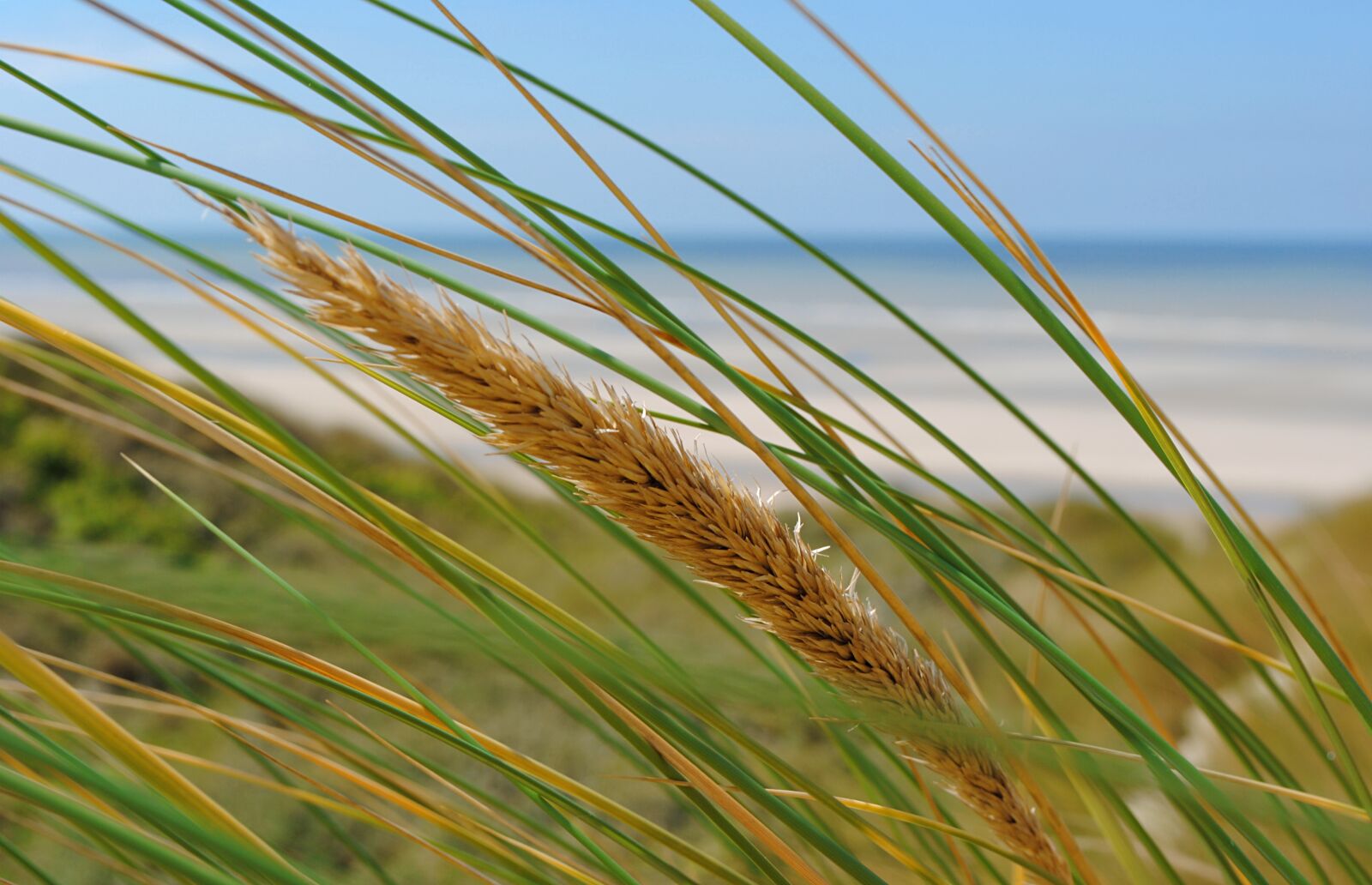 Nikon D3000 sample photo. Beach, sea, man photography