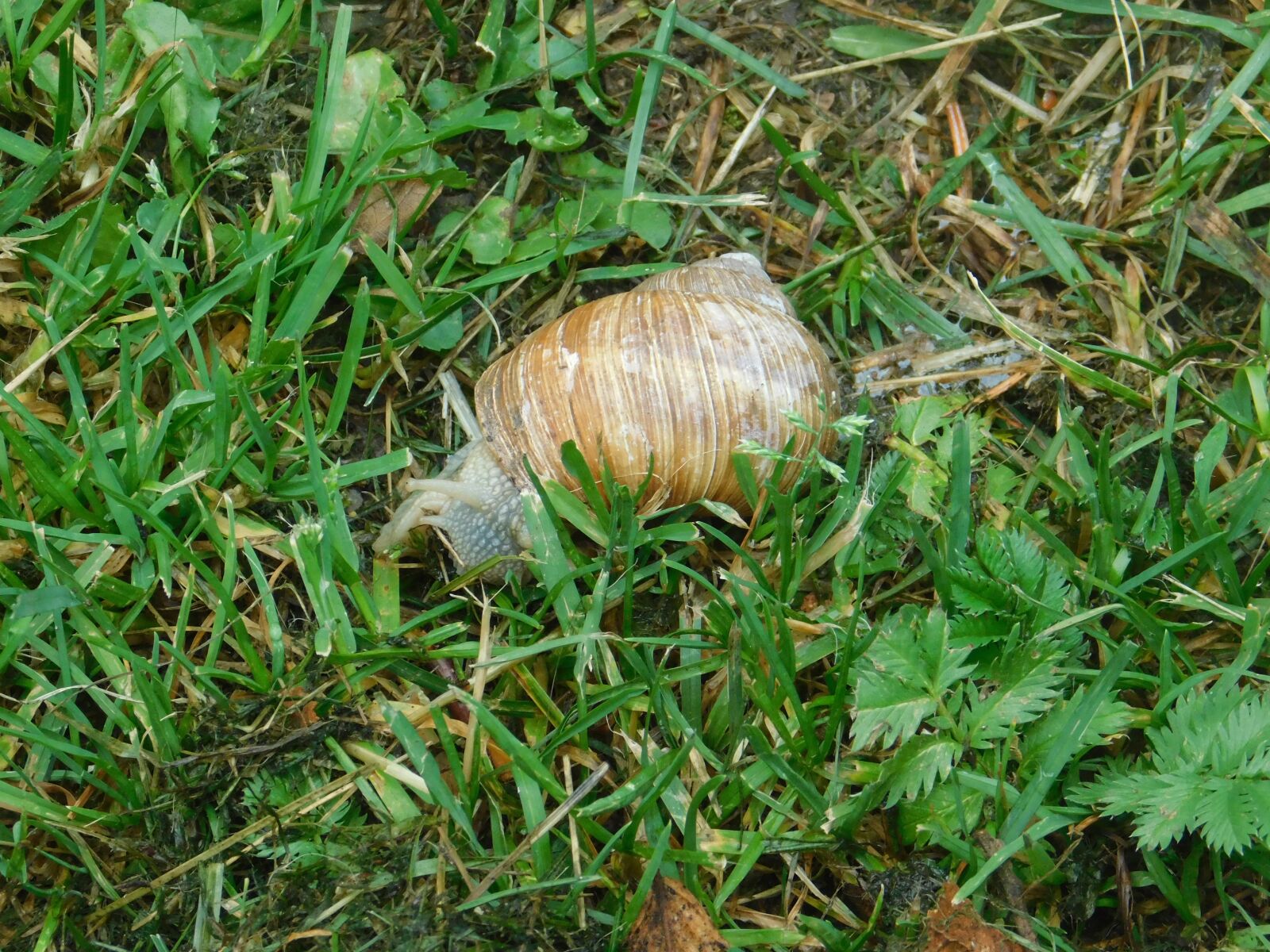 Nikon Coolpix B500 sample photo. Snail, shell, animal photography