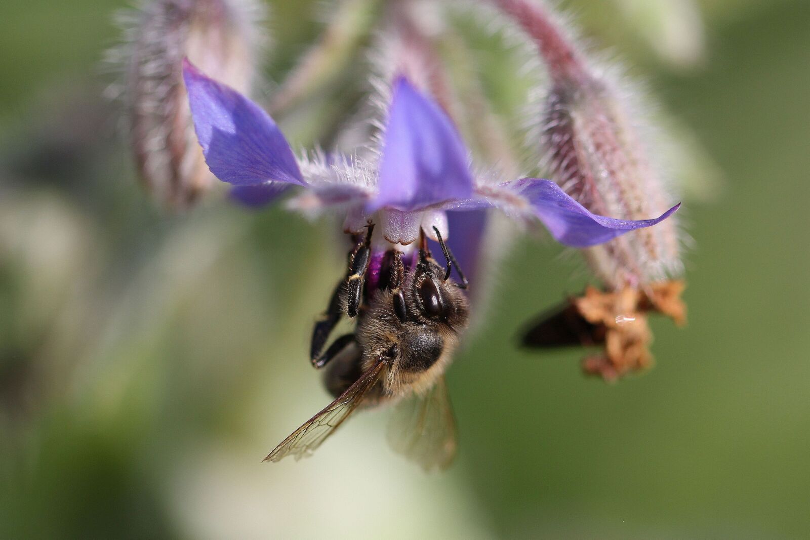 Canon EOS 60D sample photo. Macro, honey bee, blossom photography