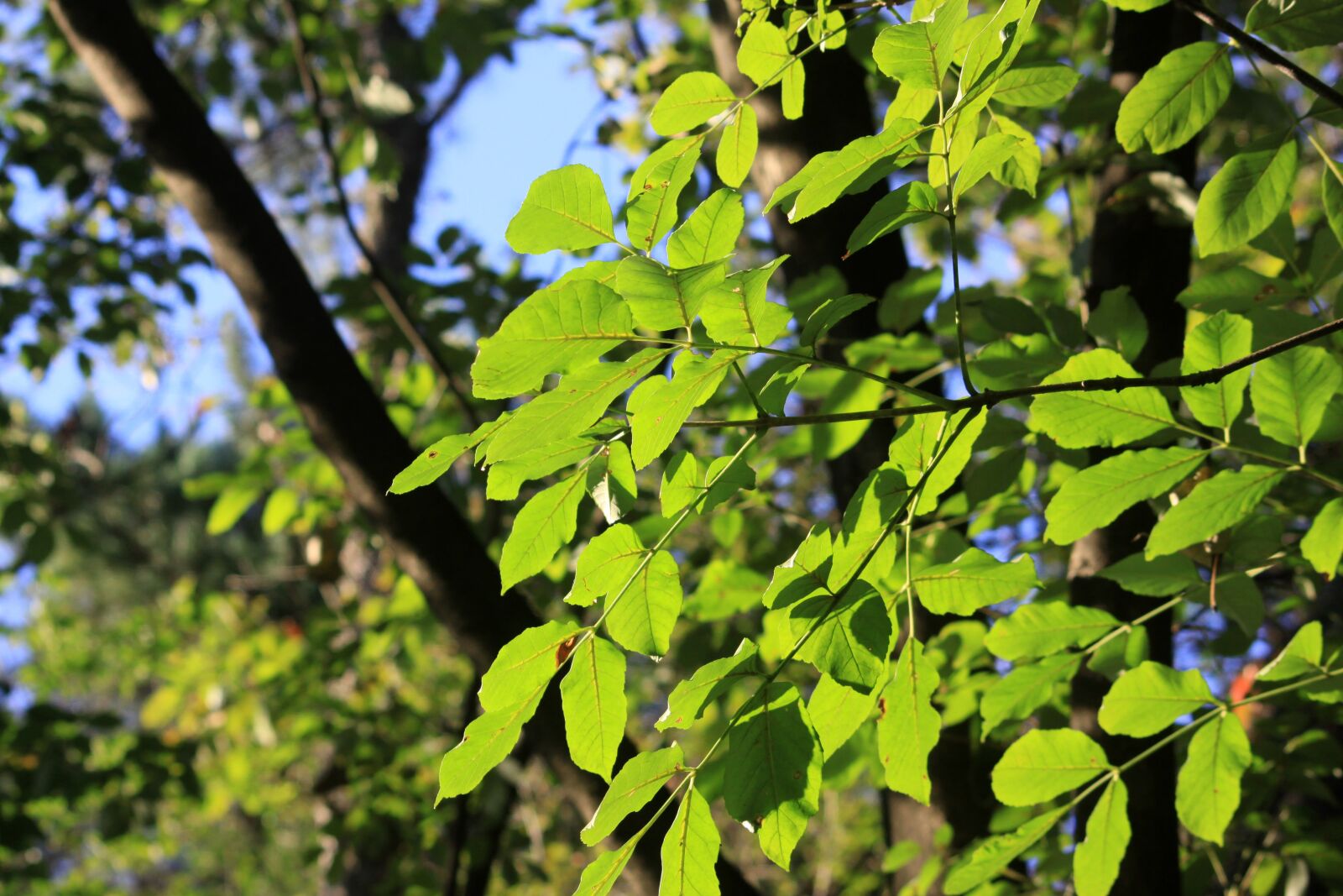 Canon EOS 50D sample photo. Leaves, backlight, wood photography