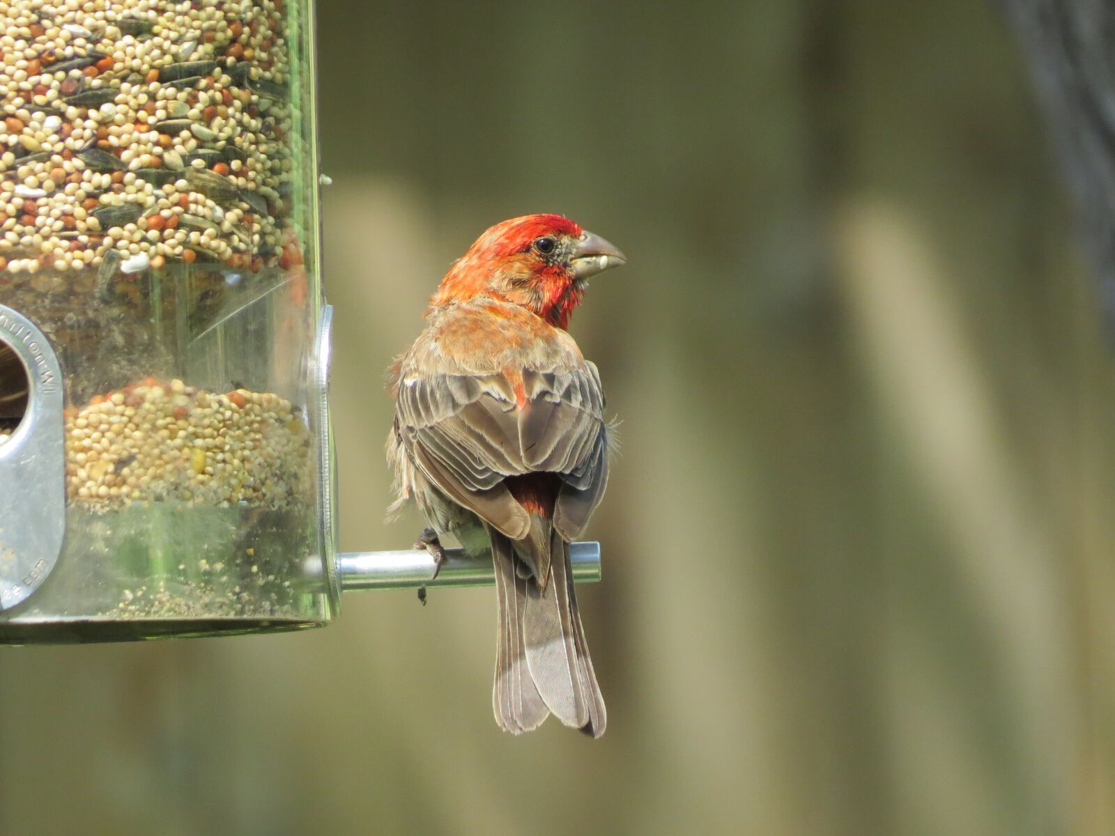 Canon PowerShot SX50 HS sample photo. Bird, scarlet and gray photography