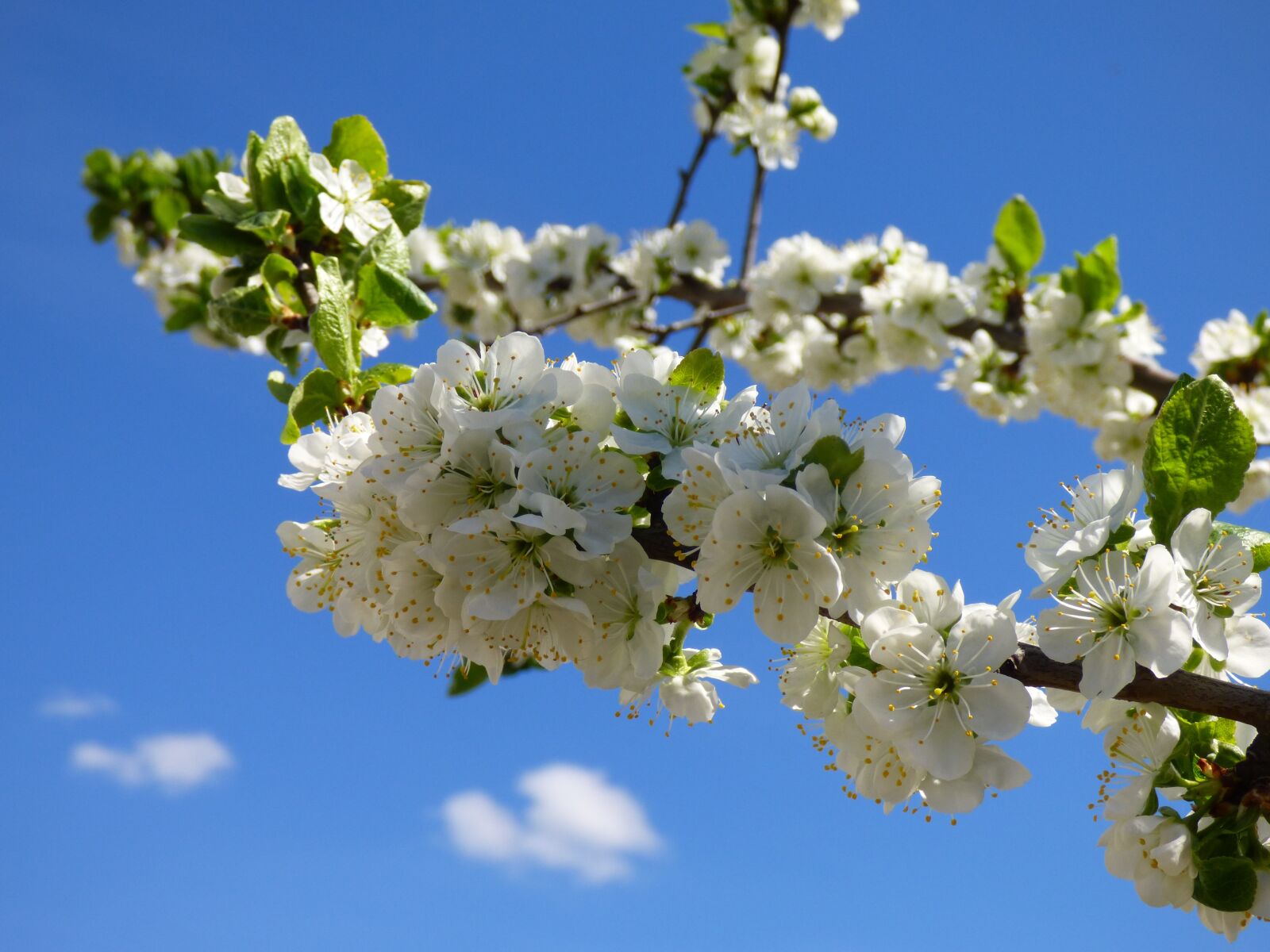Panasonic DMC-FZ72 sample photo. Plum trees, flowers, spring photography