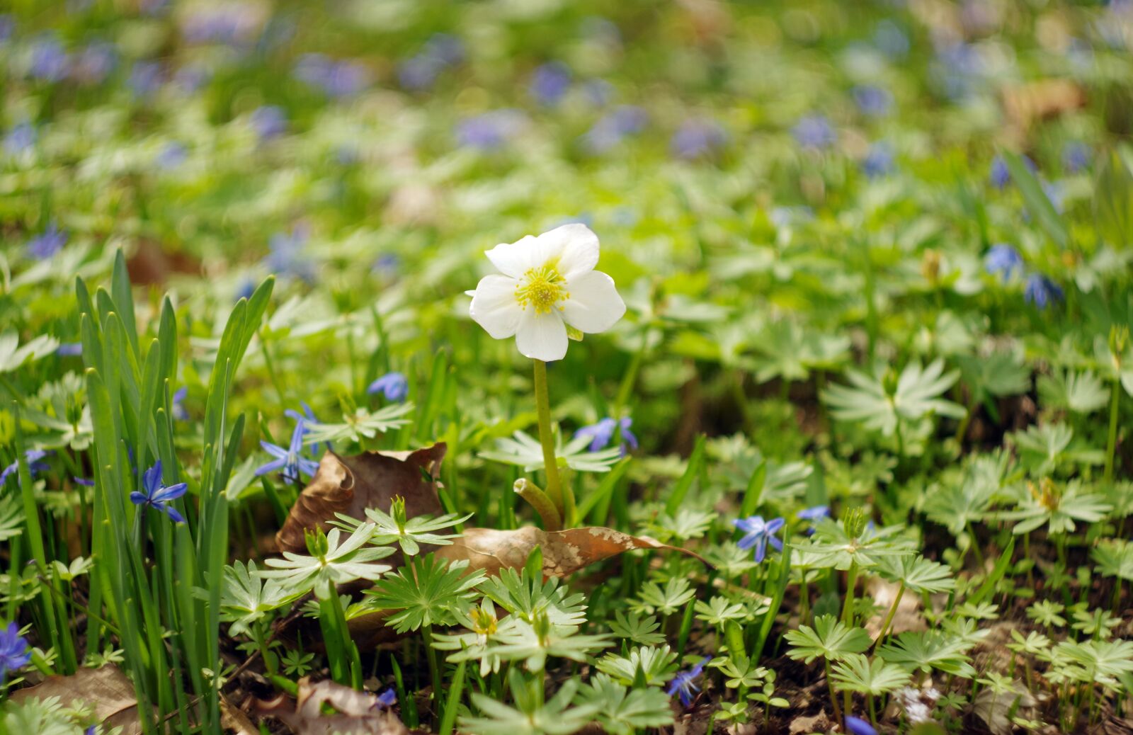 Pentax K-S2 sample photo. Flower, blossom, white photography