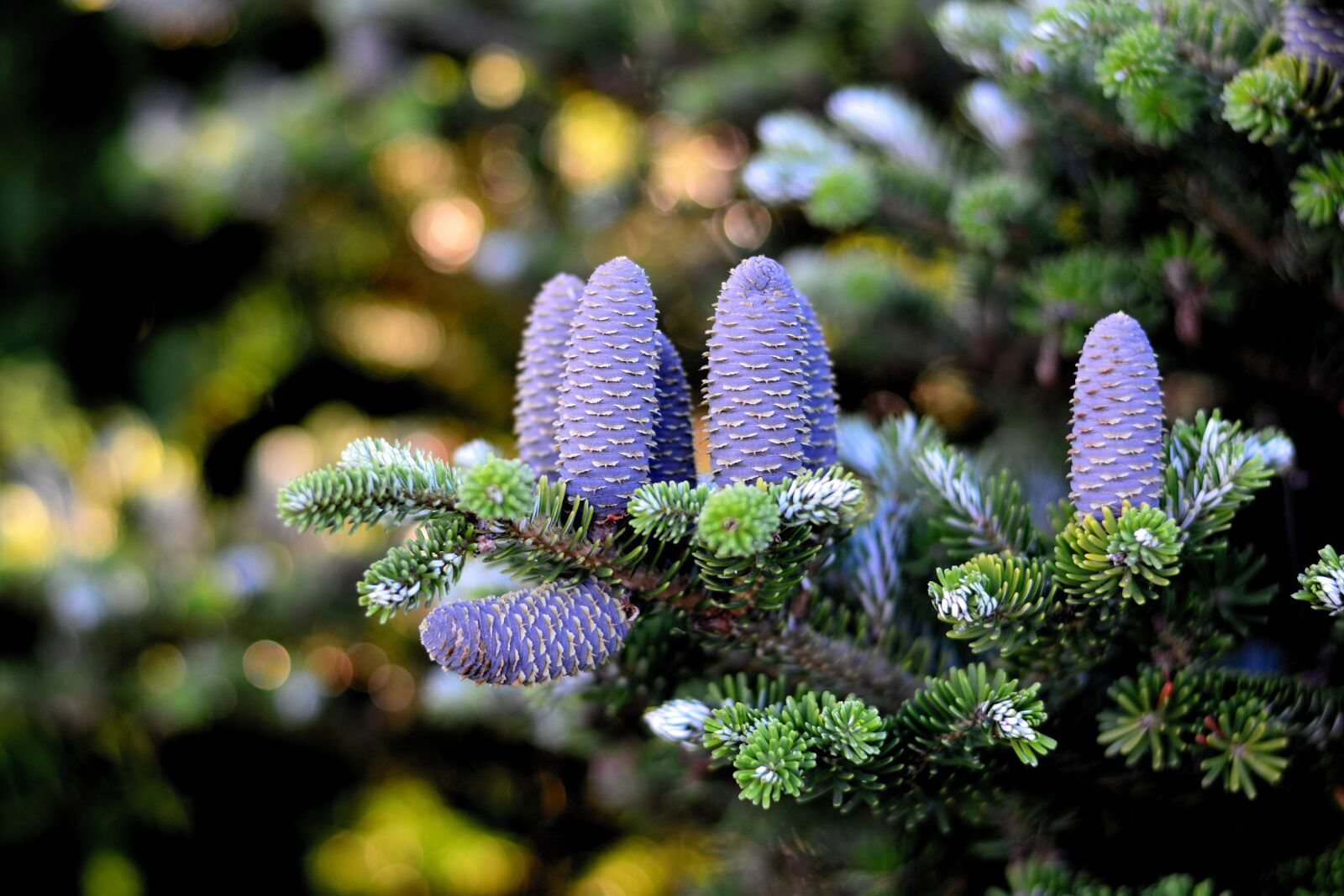 Nikon D5200 sample photo. Korea fir, fir tree photography