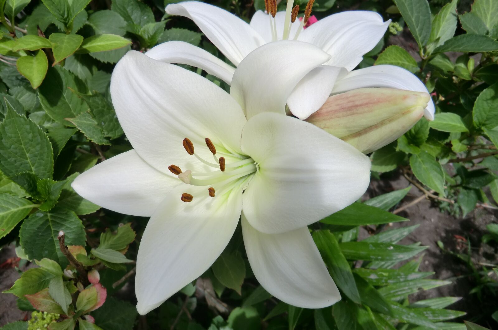CASIO EX-H5 sample photo. Nature, plant, garden photography