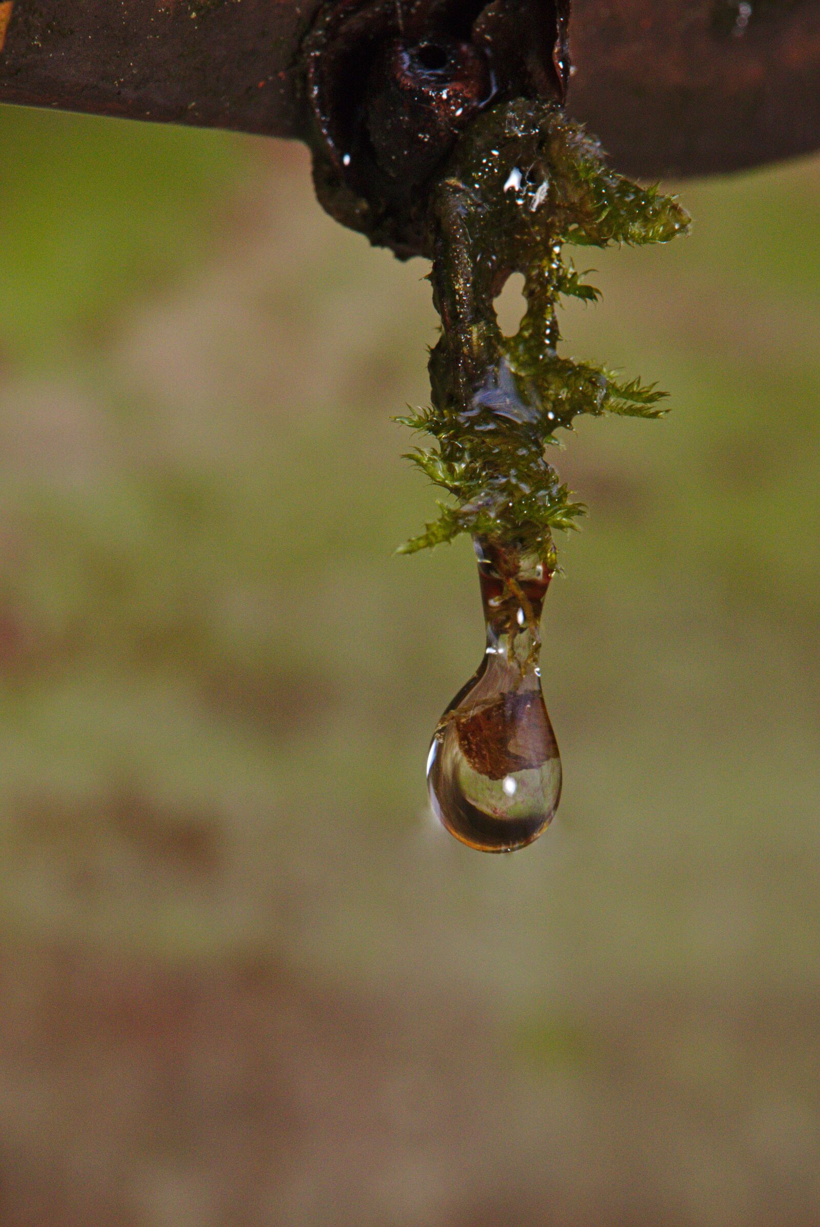 Canon EOS M5 + Canon EF-M 18-150mm F3.5-6.3 IS STM sample photo. Winter, moss, drop of photography