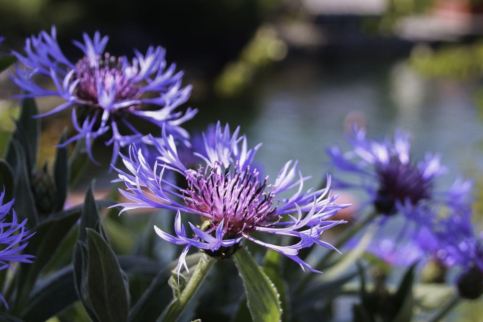 Canon EOS 750D (EOS Rebel T6i / EOS Kiss X8i) sample photo. Flowers, summer, the nature photography