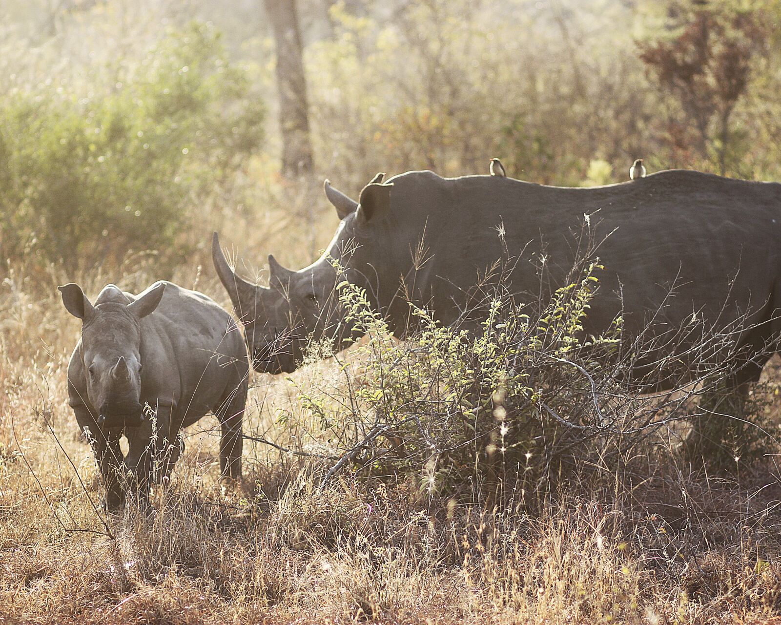 Canon EOS 500D (EOS Rebel T1i / EOS Kiss X3) sample photo. Rhinos, rhinoceros, africa photography