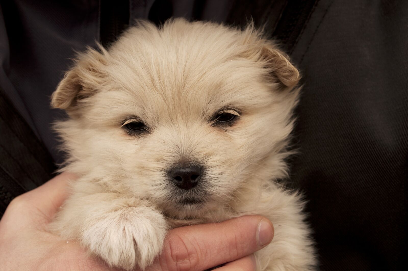 Nikon D5000 sample photo. Dog, canine, mammal photography
