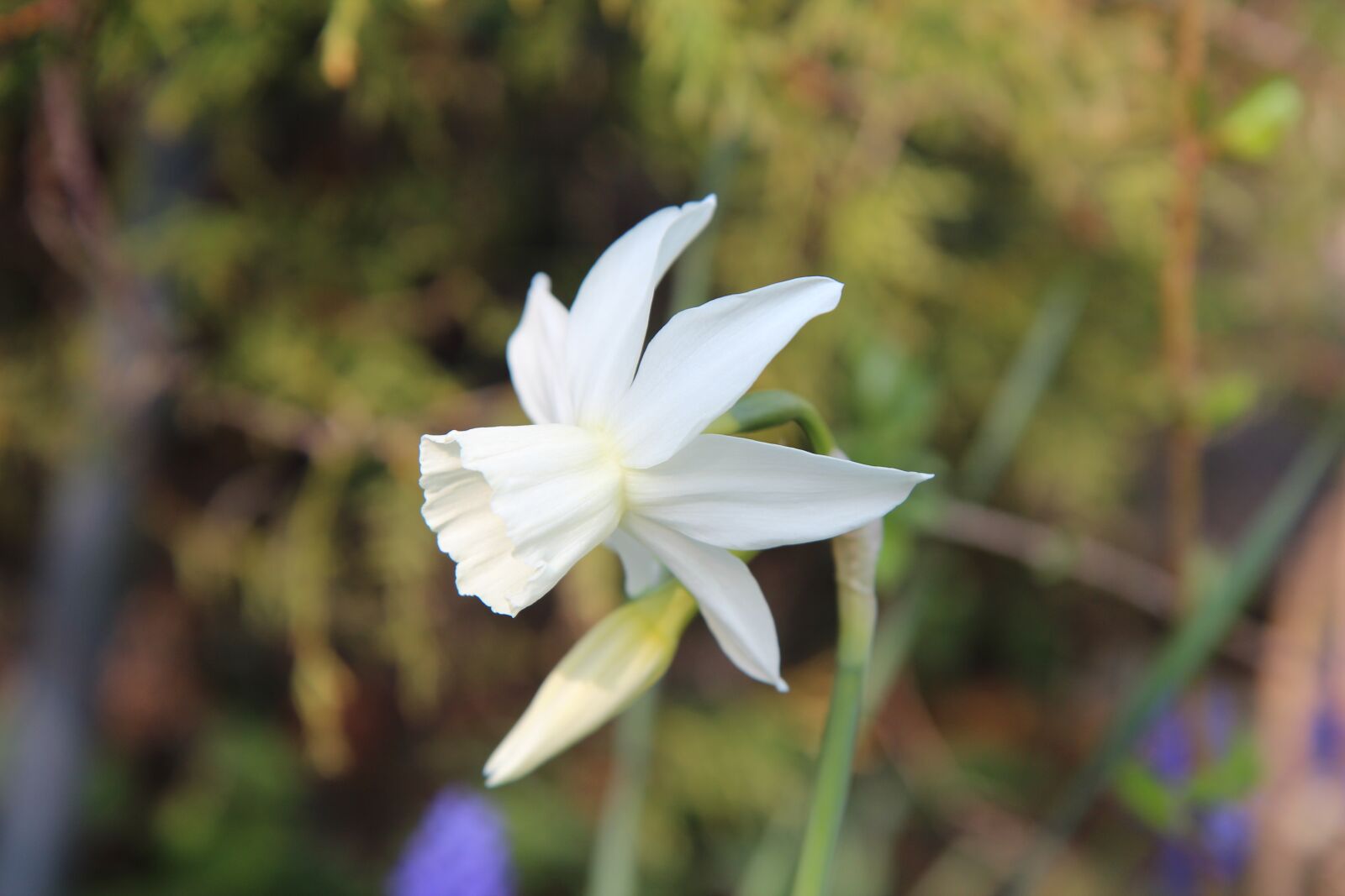 Canon EOS 600D (Rebel EOS T3i / EOS Kiss X5) sample photo. Flowering, spring, nature photography