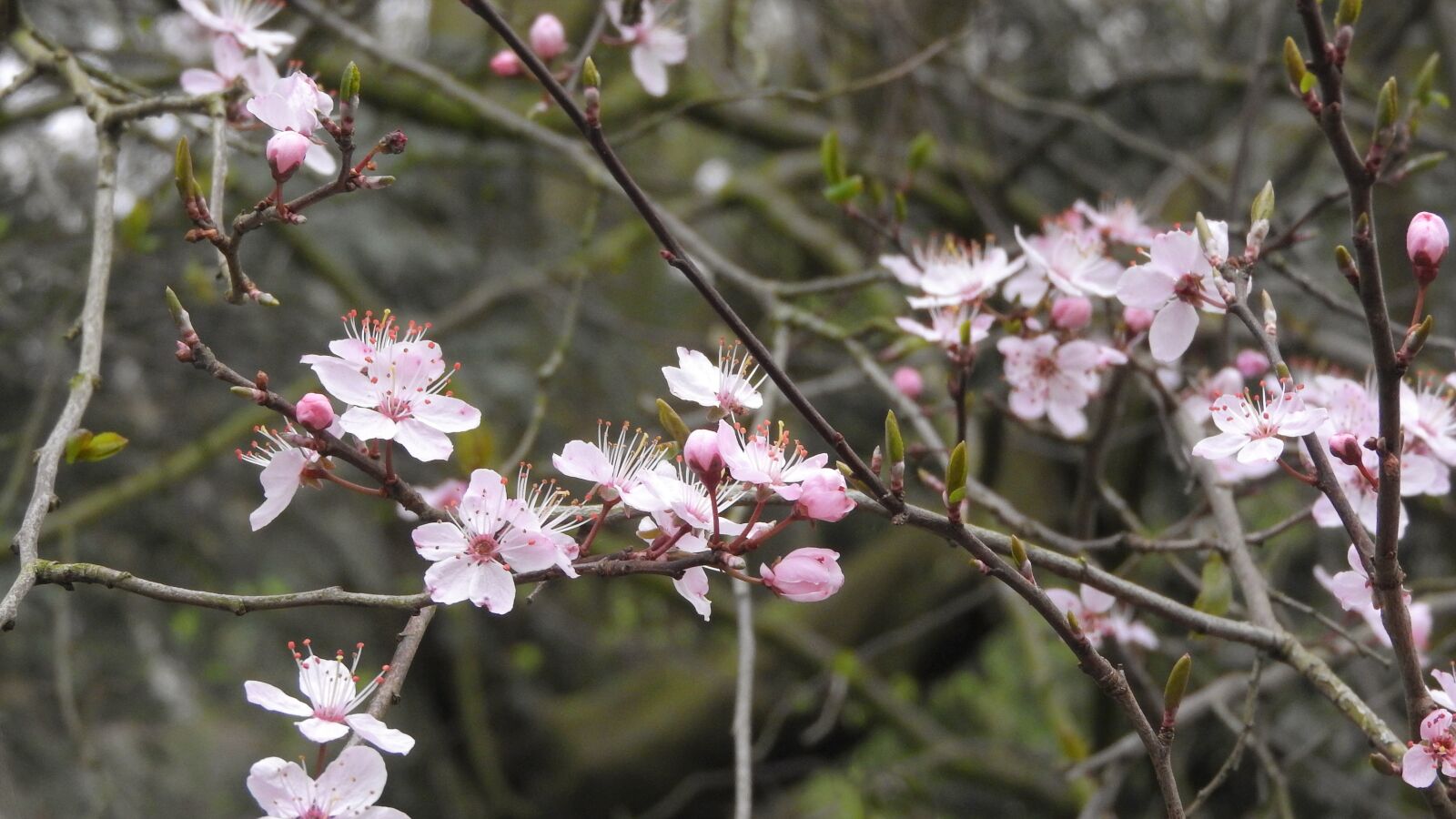 Nikon Coolpix P610 sample photo. Pink flowers, romantic, tenderly photography