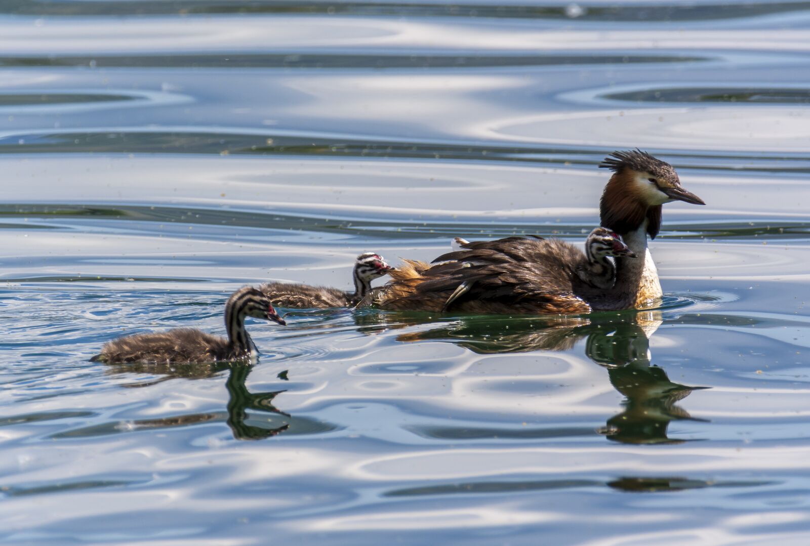 Nikon D7200 sample photo. Birds, lake, nature photography