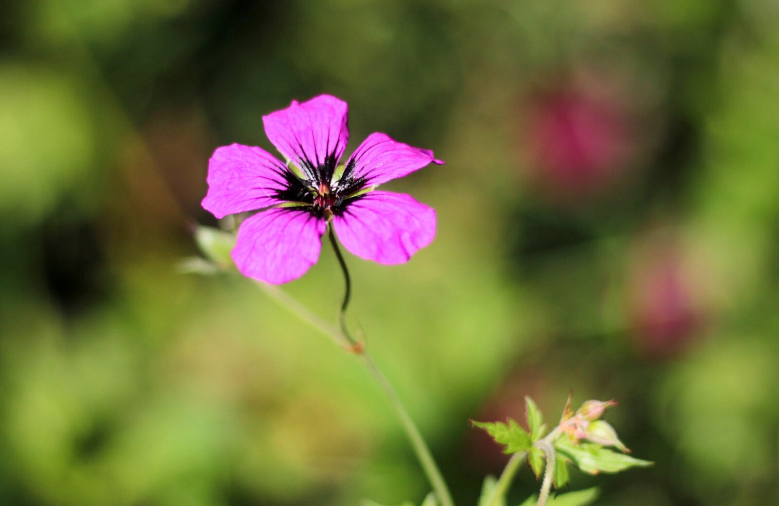 Canon EOS 600D (Rebel EOS T3i / EOS Kiss X5) sample photo. Geranium ' ann folkhard photography