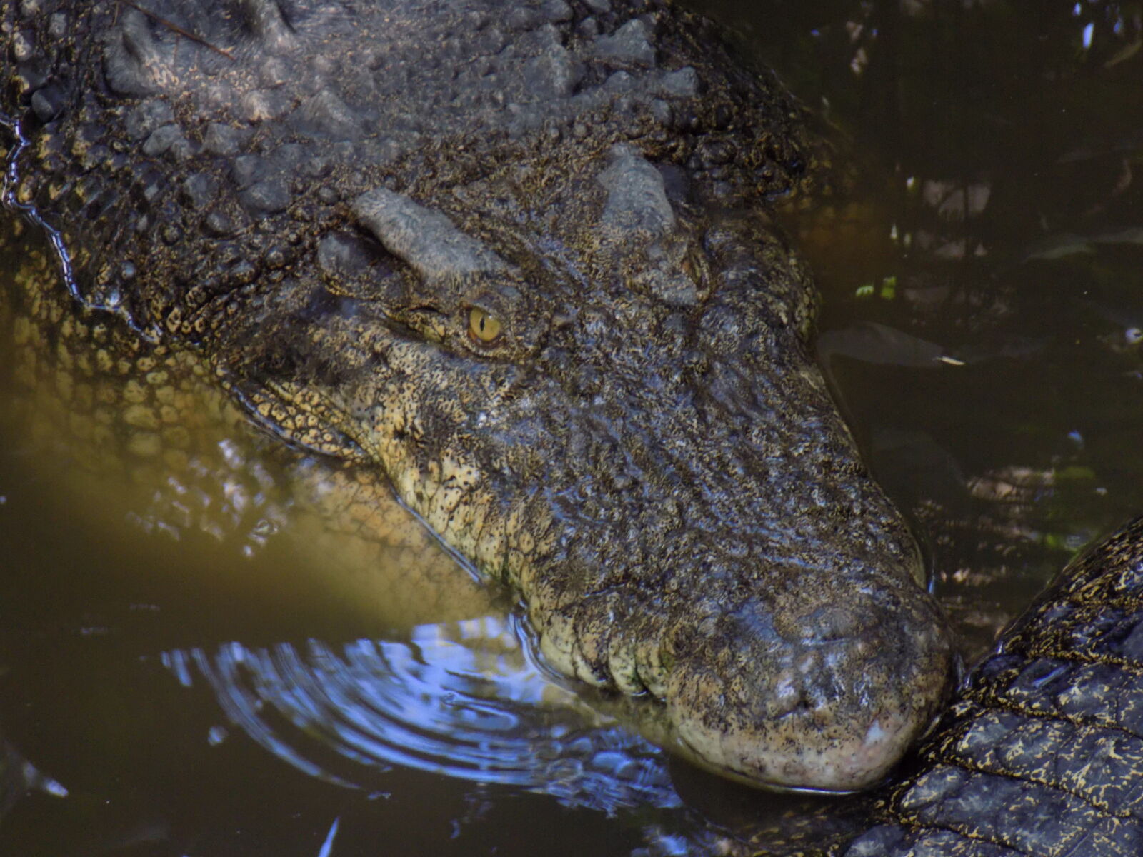 Nikon COOLPIX L330 sample photo. Alligator, animal, crocodile, prey photography