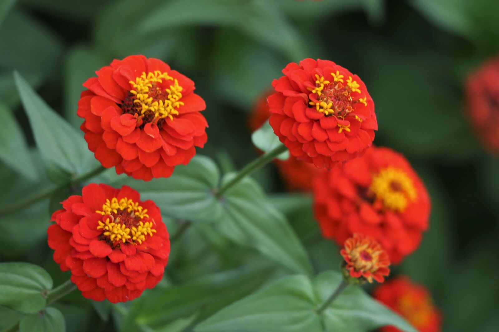 Canon EOS 6D + Canon EF 70-300 F4-5.6 IS II USM sample photo. Orange zinnia, blooming, flower photography