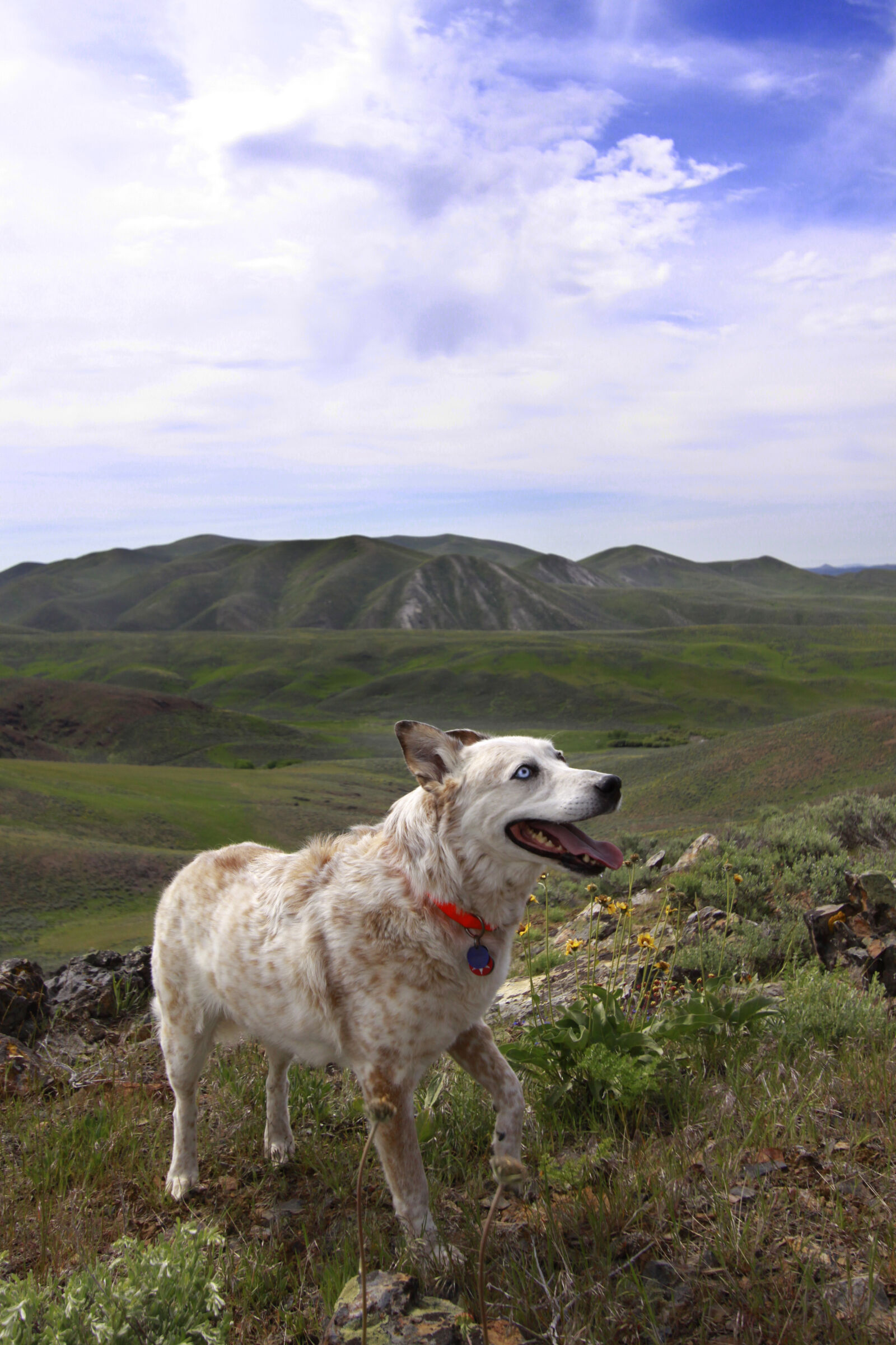 Canon EOS 50D sample photo. Dog, dogs, hiking photography